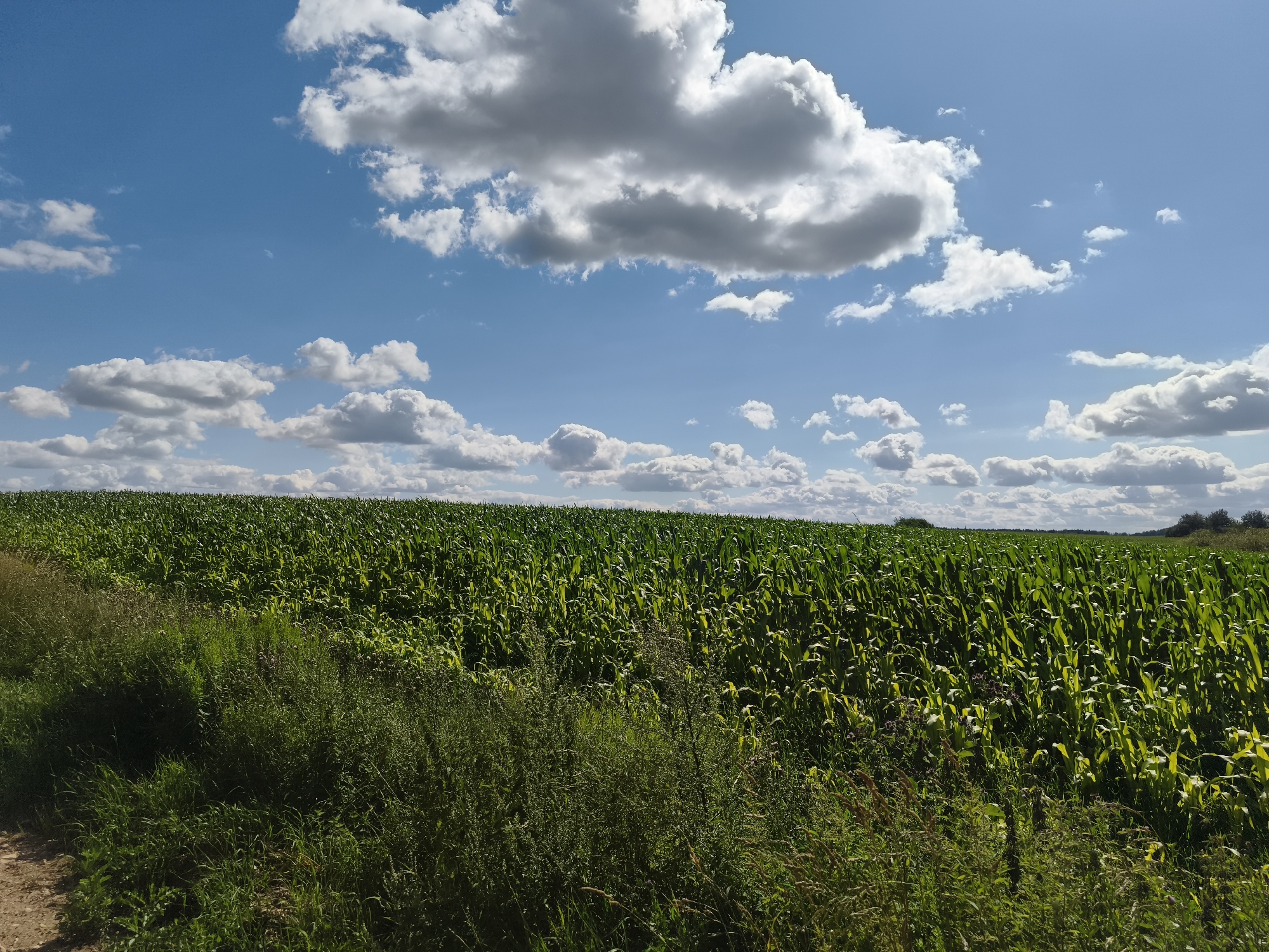 The image shows a vast, lush green cornfield under a bright blue sky dotted with fluffy white clouds. The field stretches horizontally across the frame, with the stalks of corn standing tall and densely packed. In the foreground, to the left, is a rough, dirt path bordered by wild grasses and some taller, dry-looking vegetation. The overall scene depicts a rural, agricultural landscape on a sunny day. The location is identified as Гаранскі сельскі Савет, Belarus.