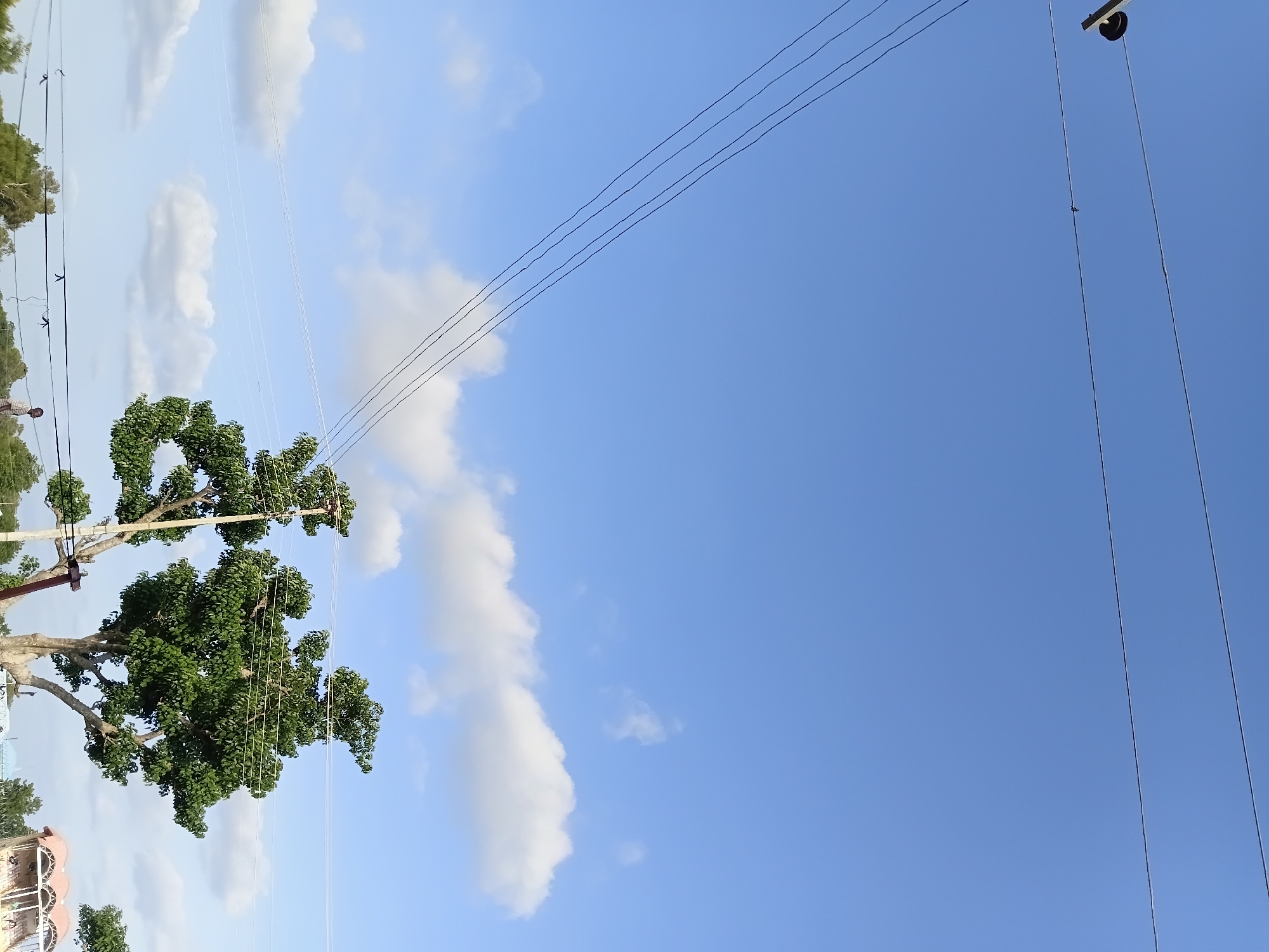 The image depicts an outdoor scene with a bright blue sky and scattered white clouds, suggesting fair weather. A large, leafy green tree dominates the left side of the frame, its branches reaching upwards. Several power lines are visible, running diagonally across the sky, supported by poles. In the background, there are hints of buildings and more trees, suggesting a semi-urban or rural environment. The lighting indicates it is daytime, likely mid-morning to late afternoon. There is no visible text or explicit activity or event taking place, the scene appears to be a static view of the natural and man-made elements of the environment. The orientation of the image suggests it was taken with a mobile phone camera and later rotated.