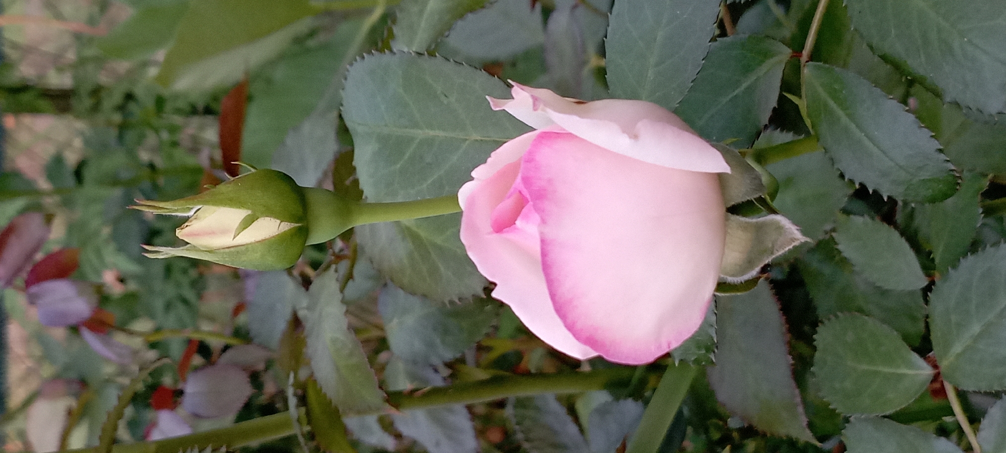 A close-up, vertical shot captures a pale pink rosebud with a delicate pink edge, partially open, set against a backdrop of dark green leaves. Above and behind the bloom, a tight green rosebud is visible, also in focus. The image is captured at an outdoor location in Radisne, Ukraine. The lighting suggests it is either early morning or late evening.