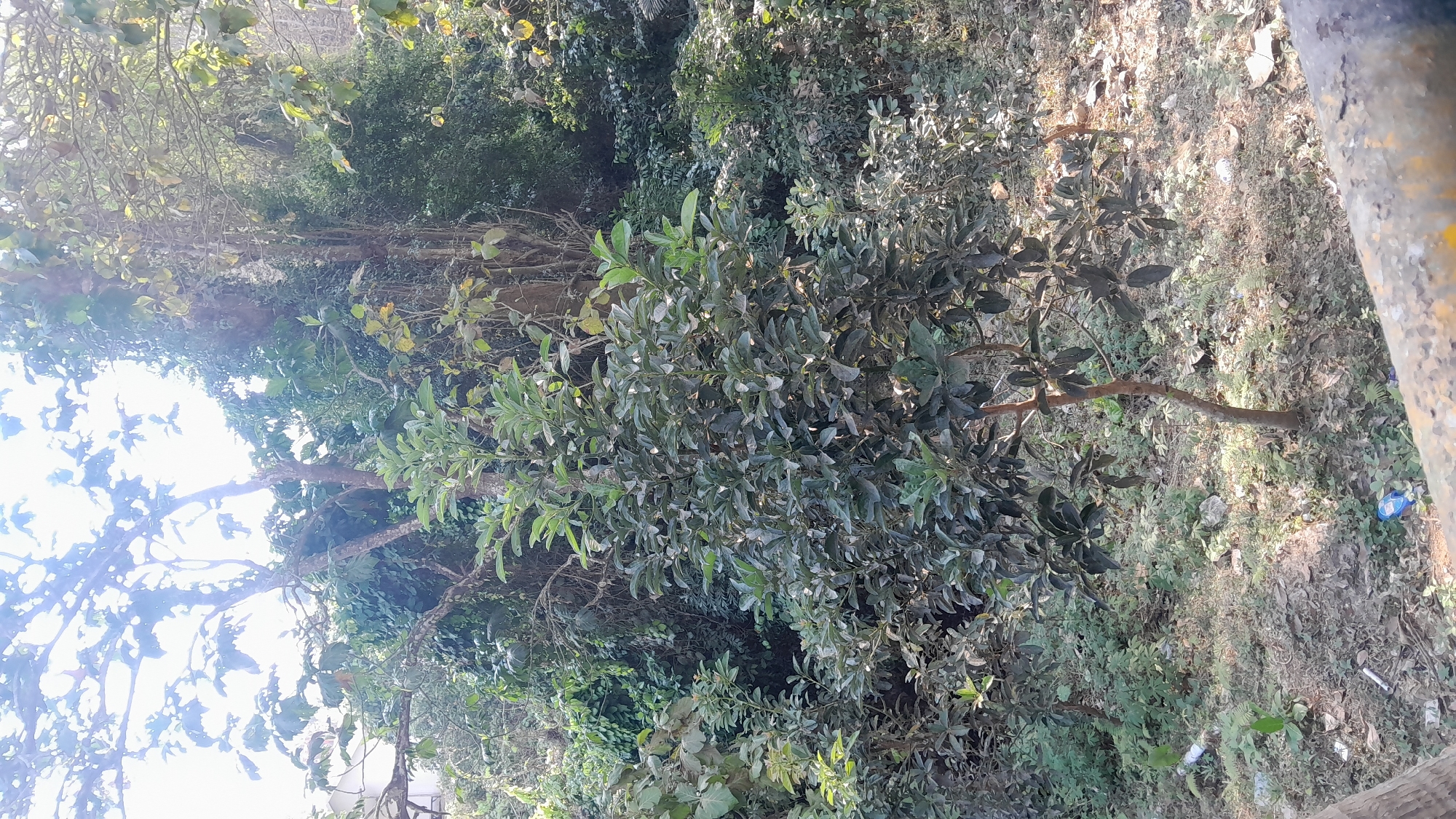 The image shows a small tree with dark green leaves in the foreground, standing on a patch of dry ground covered with fallen leaves and debris. In the background, there is dense foliage of various trees and plants, with sunlight filtering through the leaves, creating dappled light and shadows. The scene appears to be an outdoor natural setting, possibly a park or a wooded area. There are no people or animals visible in the image. The ground is uneven and appears somewhat unkempt, with some scattered litter, including a blue plastic bottle and a white object that could be a plastic wrapper or a cigarette butt. The overall impression is one of a natural environment that may be slightly neglected.