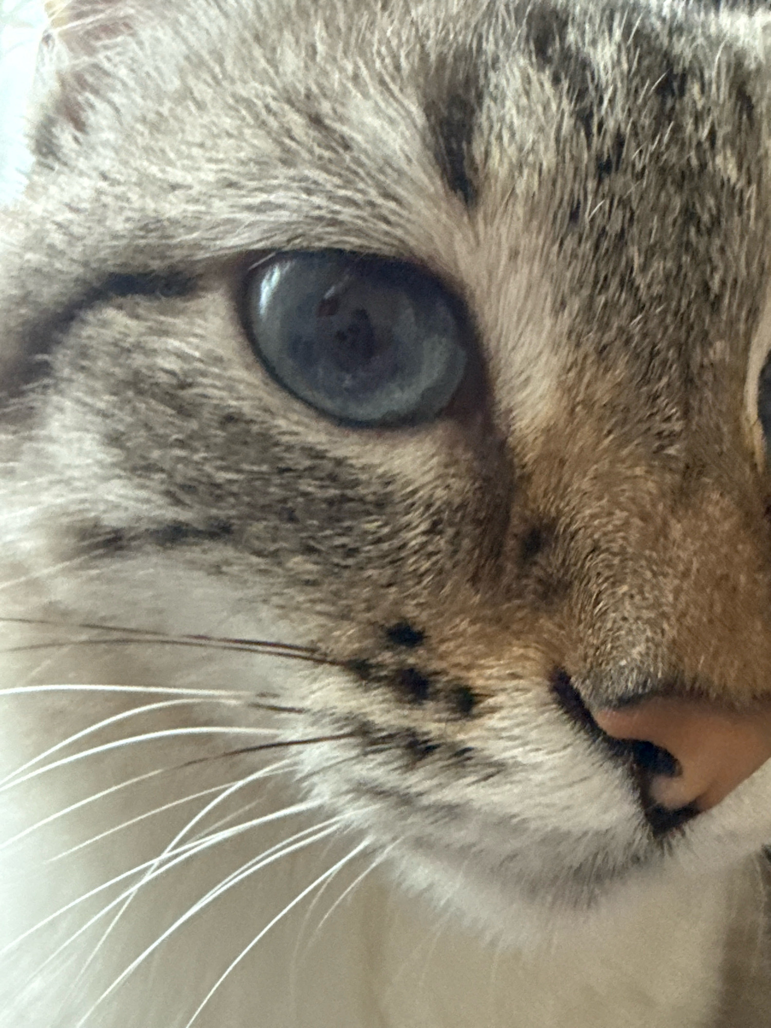 The image is an extreme close-up of a cat's face, focusing on its left eye, nose, and whiskers. The cat has blue eyes and tabby fur with brown and gray stripes. The background is blurred and light-colored, suggesting it is an indoor environment. There is no information in the image that allows for determining its location in Ufa, Russia, or any other specific geographical location. The scene depicts a single subject, a cat, in a static pose.