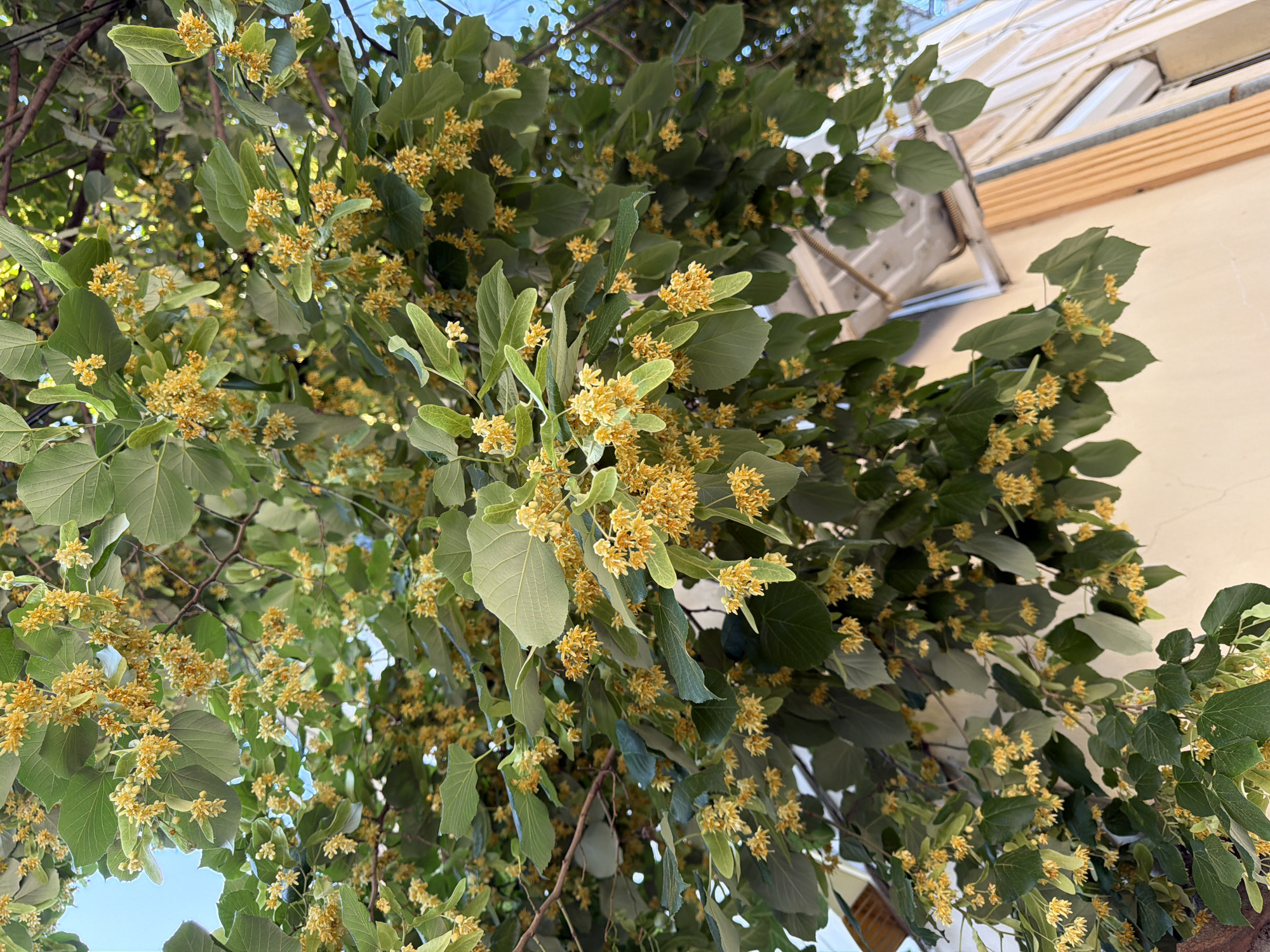 A close-up, high-angle shot captures a vibrant canopy of linden tree blossoms and leaves, casting a verdant shadow over a light-colored building. The blossoms, a delicate yellow, cluster in small bunches, their ephemeral beauty contrasting with the sturdy, dark branches. The leaves, a deep green, are lush and abundant, suggesting a healthy tree in its prime. Sunlight filters through the foliage, creating dappled patterns and highlighting the textures of the leaves and petals. The building, partially visible, features a cream-colored facade with a brown, vertical accent. A section of a window or awning is discernible, hinting at an urban setting. The sky above is a pale blue, suggesting a clear day. The scene is devoid of human presence. This image was taken on a street in Pazardzhik, Bulgaria.