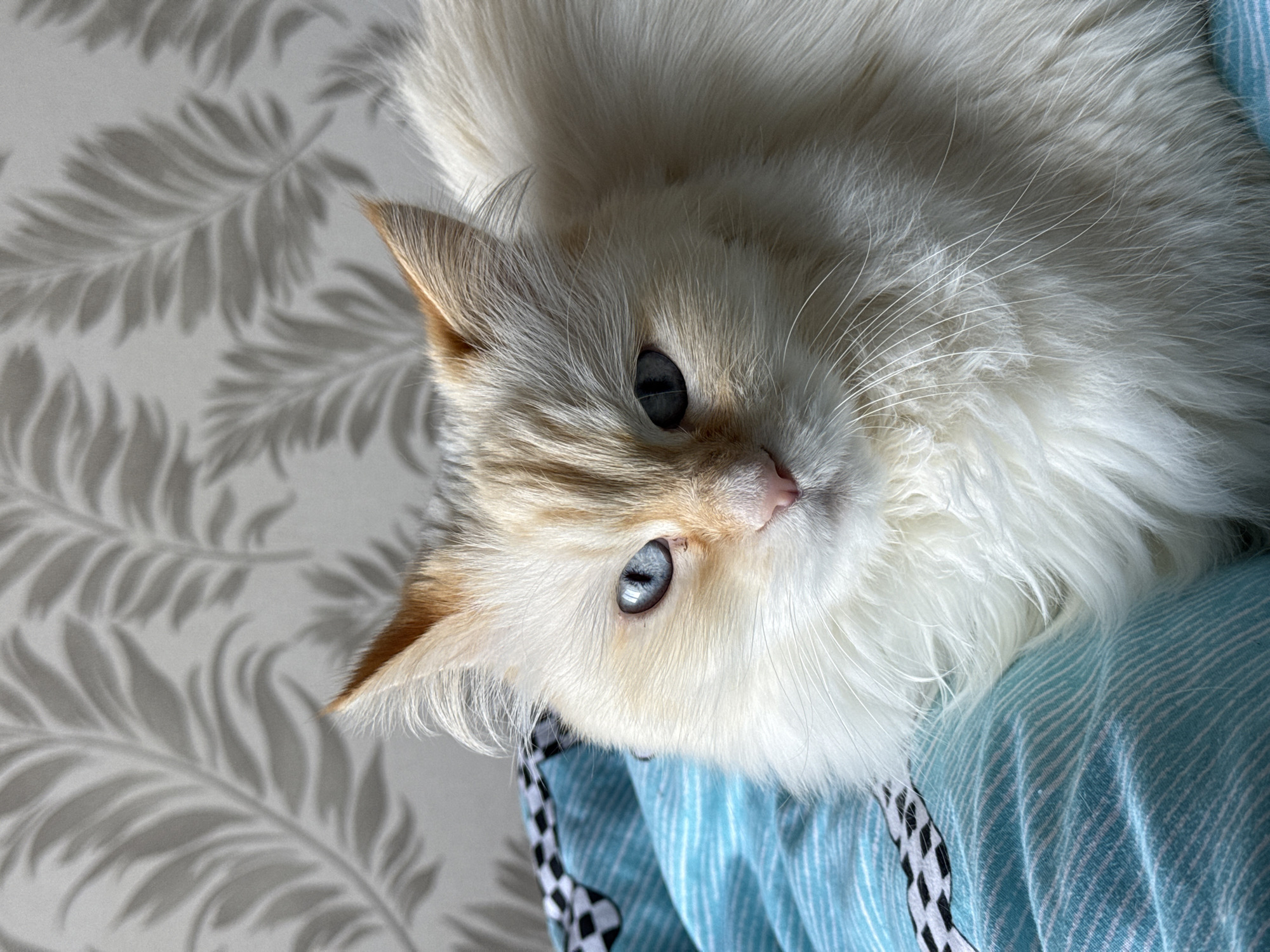 A light-furred cat with blue eyes rests on a light blue and white striped surface. The cat has tan shading on its ears, forehead, and nose. The background consists of a grey wall covering with white fern-like patterns. The cat is likely indoors. There is no evidence of the city of Chaikovsky, Russia in the image.
