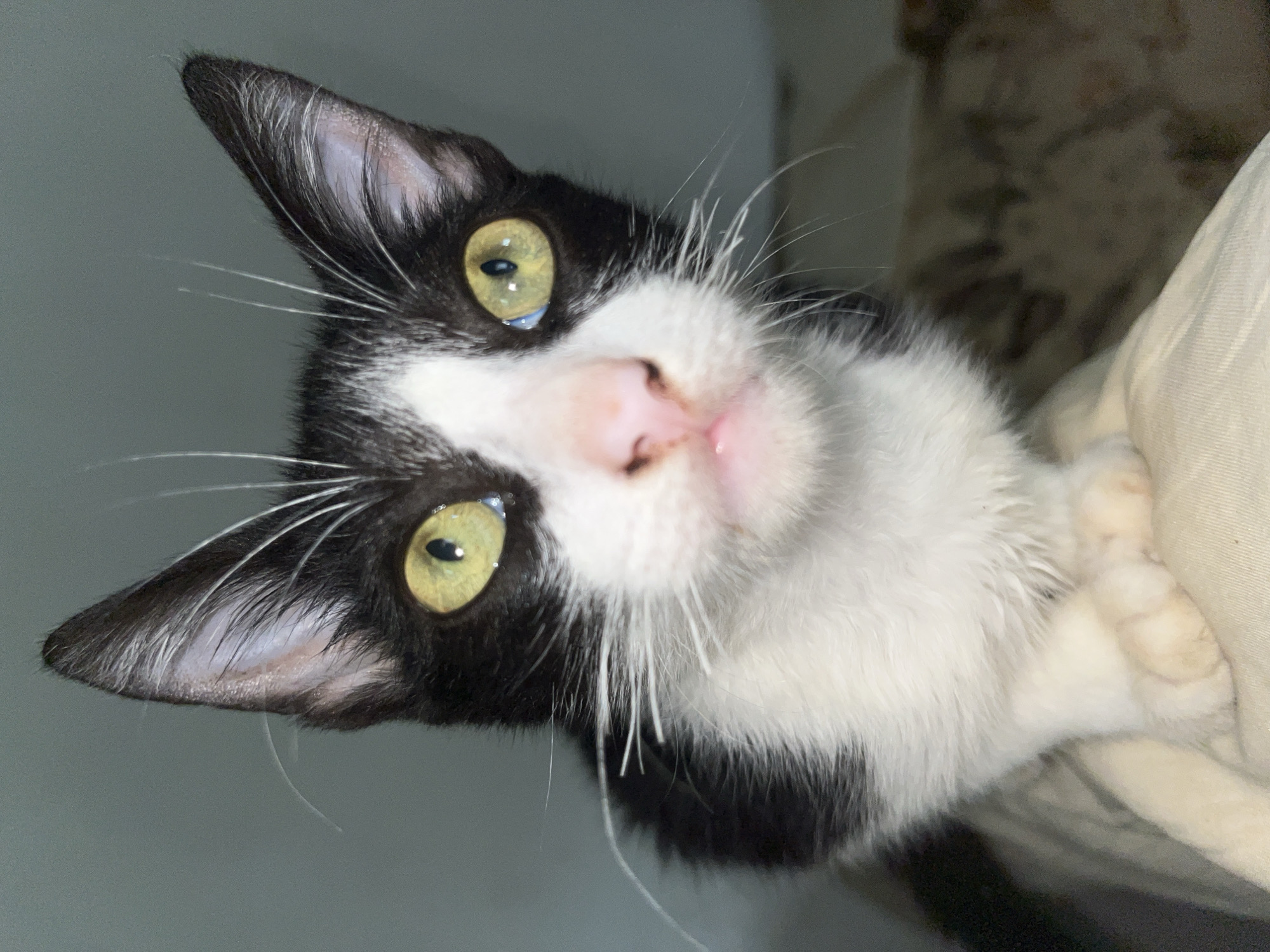 A black and white domestic cat, with distinct tuxedo markings, is captured in a close-up, eye-level shot. The cat's head is tilted to the left, and it looks directly at the camera with a curious and attentive expression. Its most striking features are its large, round, vibrant yellow-green eyes, which have vertical pupils reflecting a bright light source. The cat has a pink nose and long, prominent white whiskers extending from its black and white muzzle.
The cat's fur is predominantly black, with significant white markings on its face, chest, and partially visible paws on the right side of the frame. It appears to be resting indoors on a soft, light-colored, possibly beige or off-white, fabric surface, which occupies the right portion of the image. The background on the left is a plain, indistinct dark gray or greenish wall or surface. The lighting suggests an indoor environment, potentially in the evening or under artificial light. This image was taken in Tinaquillo, Venezuela. No text is visible in the media file.