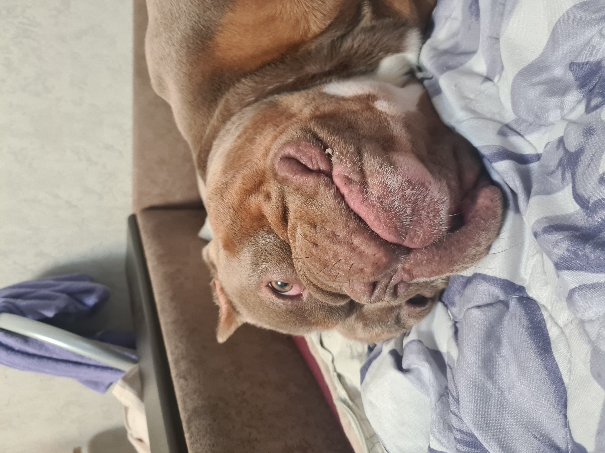 The image shows a close-up, overhead shot of a dog lying on a bed. The dog is a bully breed with brown and white coloring and a wrinkled face. Its head is tilted to the side, and its eyes are partially closed. The dog's nose is large and pink, with a visible crease. Its tongue is slightly visible, peeking out from its mouth. The dog is lying on a bed with a comforter that has a blue and white patterned design. To the left of the dog, a brown couch is visible, as well as some folded purple fabric and a white object that appears to be a handle. The lighting suggests it is daytime, possibly indoors. The dog appears relaxed and comfortable. There is no visible text in the image.