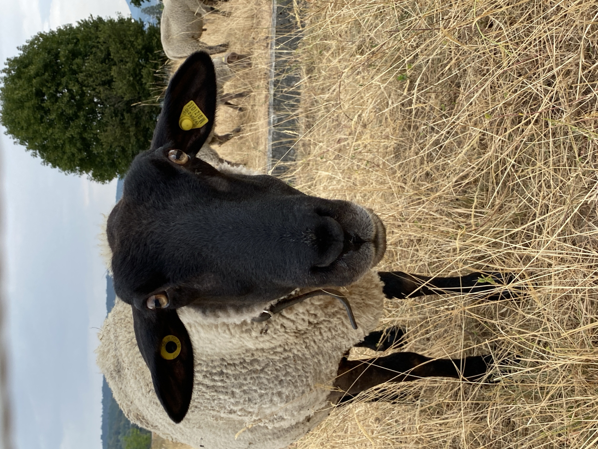 A close-up, eye-level, vertical shot captures a sheep's head and shoulders in the foreground, facing the camera. The sheep has a black face and ears, and its woolly body is cream-colored. A yellow tag is visible in its right ear, reading "19709210 Malziott". The sheep's eyes are open and attentive. A dark leather collar is around its neck. The background is a dry, grassy field with a few other sheep grazing further back. A large green tree stands in the middle ground to the right, and rolling hills are visible in the distance under a cloudy sky. The location is identified as Milvignes, Switzerland.