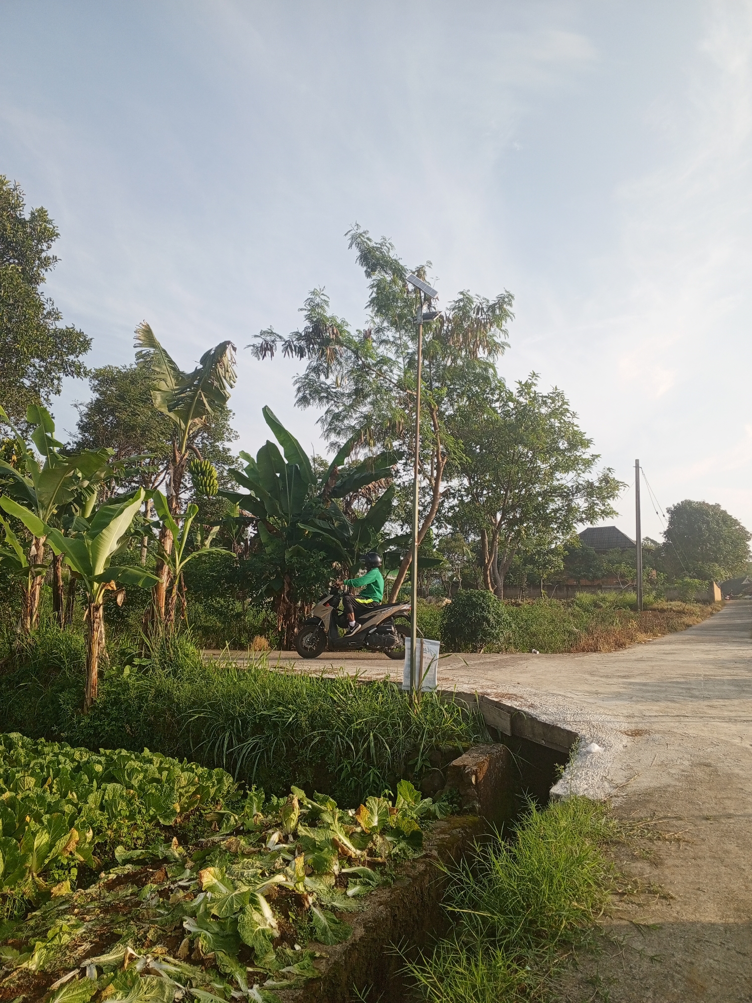The image captures a peaceful rural or semi-rural scene in Weddagala, Sri Lanka, illuminated by the soft, warm light of either early morning or late afternoon. A concrete road curves through the lush landscape. On the left side of the road, a cultivated field shows rows of leafy green vegetables, resembling lettuce, thriving next to a narrow irrigation ditch. Beyond the field, several tall banana trees stand, some bearing green bunches of bananas.
A single person is visible, wearing a bright green long-sleeved shirt and a dark helmet, seated on a dark-colored scooter parked on the roadside. They appear to be paused or waiting. Near the scooter, a tall metal pole with a solar panel attached near its top extends into the clear, bright sky, which has only a few wispy clouds. Further down the road, another wooden utility pole is visible. The background is dominated by dense green foliage from various trees, and a small house with a dark roof can be seen partially obscured by the trees in the distance. The overall setting suggests a tranquil, agricultural area. A small white sign with illegible text is present near the scooter.