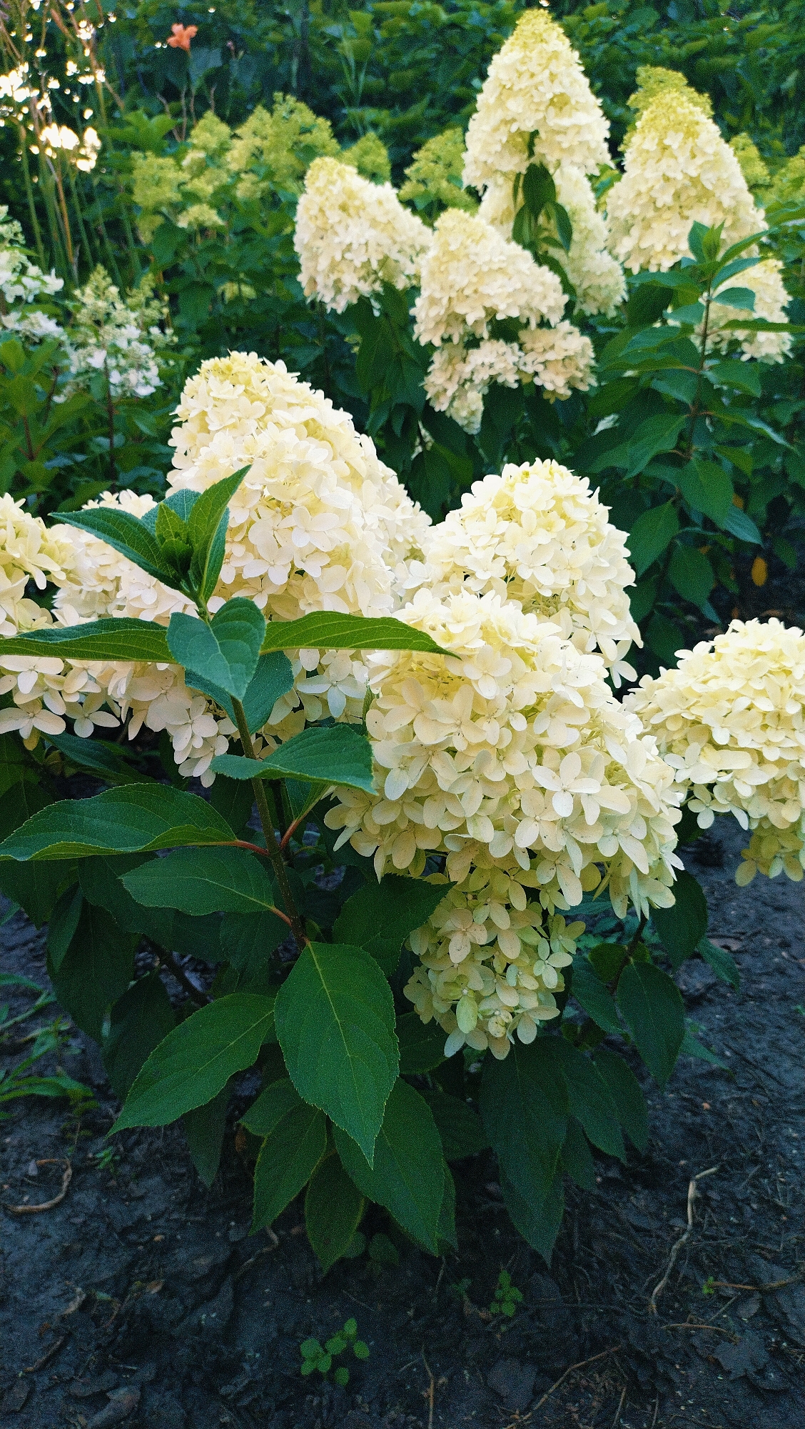 In Horishni Plavni, Ukraine, a cluster of creamy white hydrangeas with large, conical flower heads are in full bloom, set against a backdrop of lush green foliage. The hydrangeas' dense blooms are composed of numerous small, delicate florets. Their leaves are a vibrant green, with some showing serrated edges. The ground beneath the plants is dark and appears to be covered in soil, mulch, and some small, scattered green sprouts. The lighting suggests it may be late afternoon or early evening, with soft light illuminating the flowers.