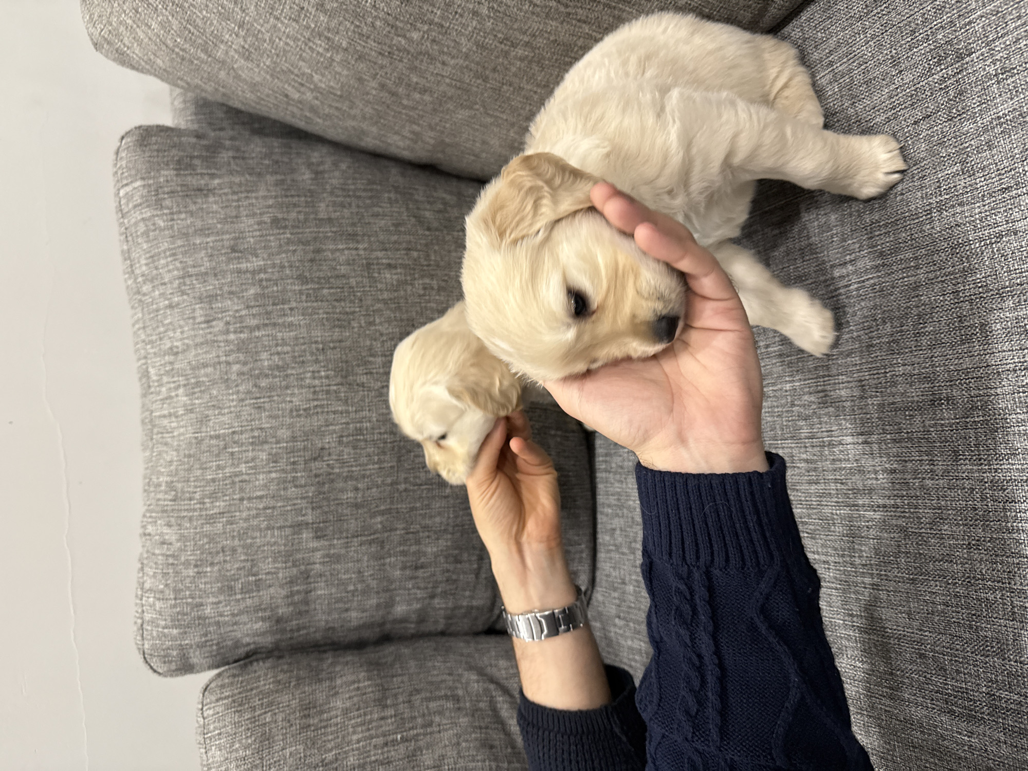 A fair-skinned individual wearing a dark blue cable knit sweater and a silver watch is holding a small, cream-colored puppy with light brown ears. The puppy appears to be nestled in the person's hands. The background consists of a gray, textured couch. The location of the scene is unknown and there is no indication it is in Yerevan, Armenia.