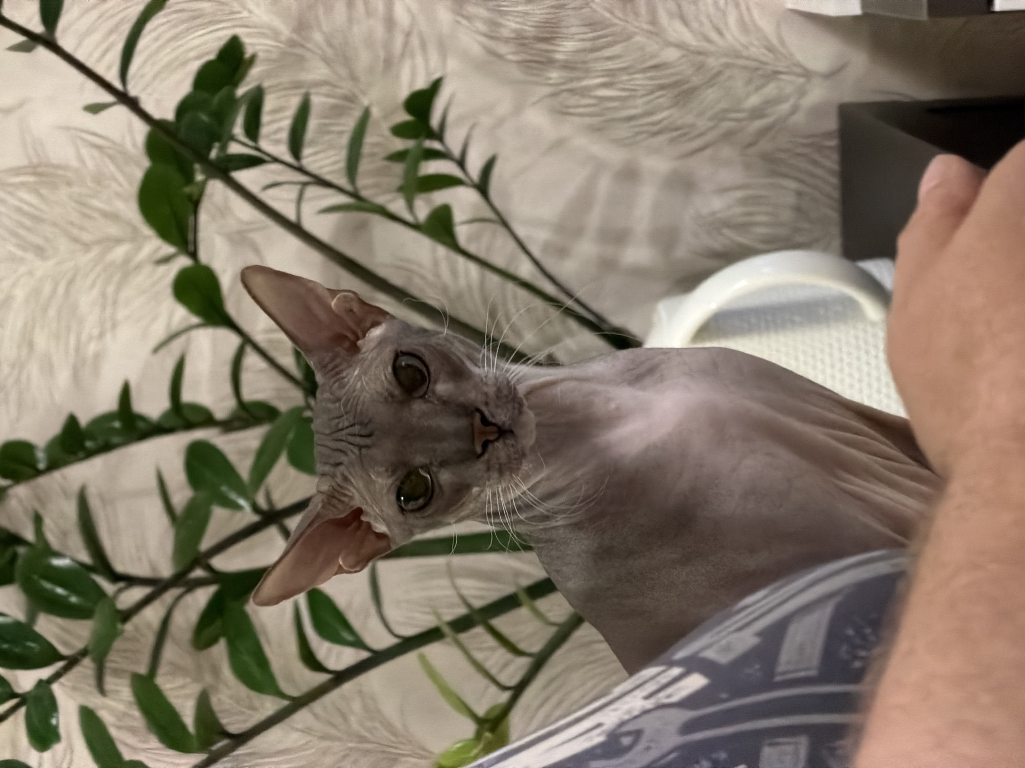 An indoor medium shot captures a Sphynx cat in the foreground, positioned centrally. The cat, with its characteristic wrinkled skin, is facing forward, its gaze directed at the viewer. Behind the cat, a tall green plant with broad leaves is visible, its branches extending upwards and to the sides. The background features a textured wallpaper with a light, feathery pattern. To the right of the plant, a white ceramic object, possibly a vase or mug, is partially visible. In the lower left corner, a portion of a person's arm and shoulder, wearing a blue and white patterned garment, enters the frame, suggesting the cat is being held or is sitting near someone. The overall lighting appears to be ambient indoor lighting. The specific location in Izhevsk, Russia is not determinable from the image.