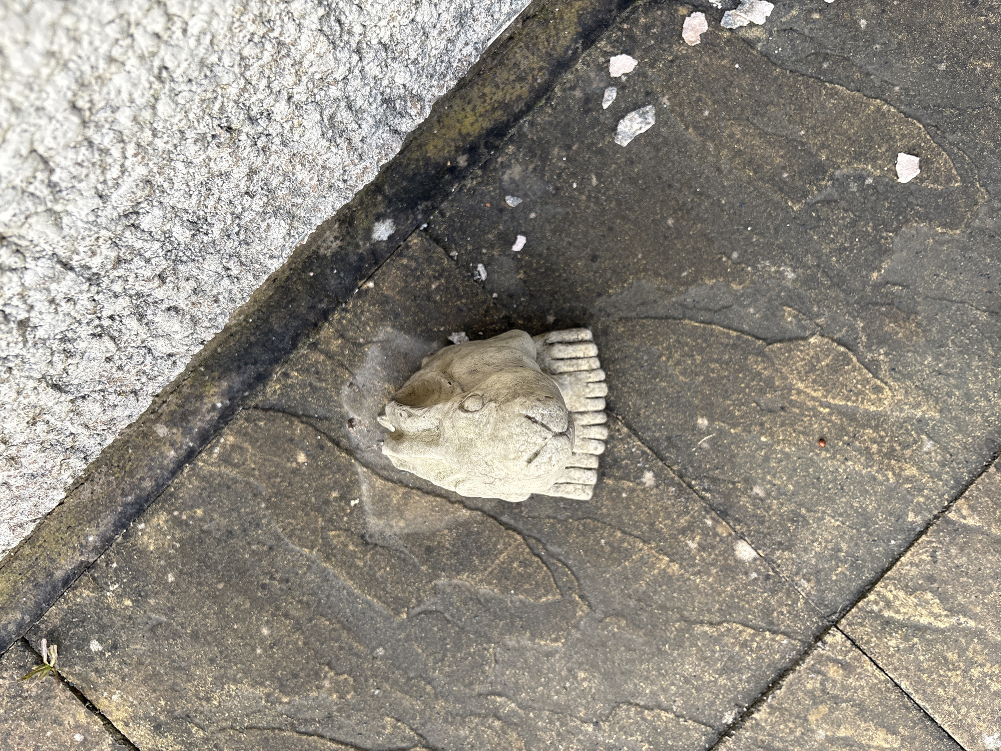 A light-colored concrete or stone rabbit head sculpture, featuring a stylized face and ruffled base, rests on a weathered, dark grey paved surface composed of rectangular flagstones in Stiperstones, United Kingdom. The flagstones display varying shades of grey and brown, with visible grout lines, and areas of dirt and light particulate accumulation. A small green plant sprouts from a flagstone joint in the upper left. Adjacent to the paved surface, along the upper right diagonal, is a rough, light grey textured surface, likely a wall or rendering. Scattered small, pale fragments of material are present on the flagstones, predominantly towards the right, and a single small red spherical object is visible on a lower flagstone. No individuals or active interactions are observed.