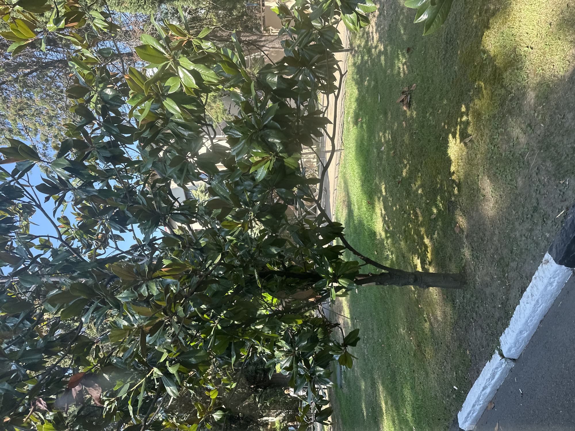In Sochi, Russia, a young Magnolia tree stands on a sun-dappled lawn. The tree's dark green, leathery leaves are dense, obscuring much of the background, but hints of a paved walkway and a low, white-painted concrete barrier are visible. Beyond the lawn, other trees, including tall evergreens, suggest a park-like setting. In the distance, a person is partially visible, appearing to walk on the walkway. The scene is illuminated by bright sunlight, casting distinct shadows across the grass.