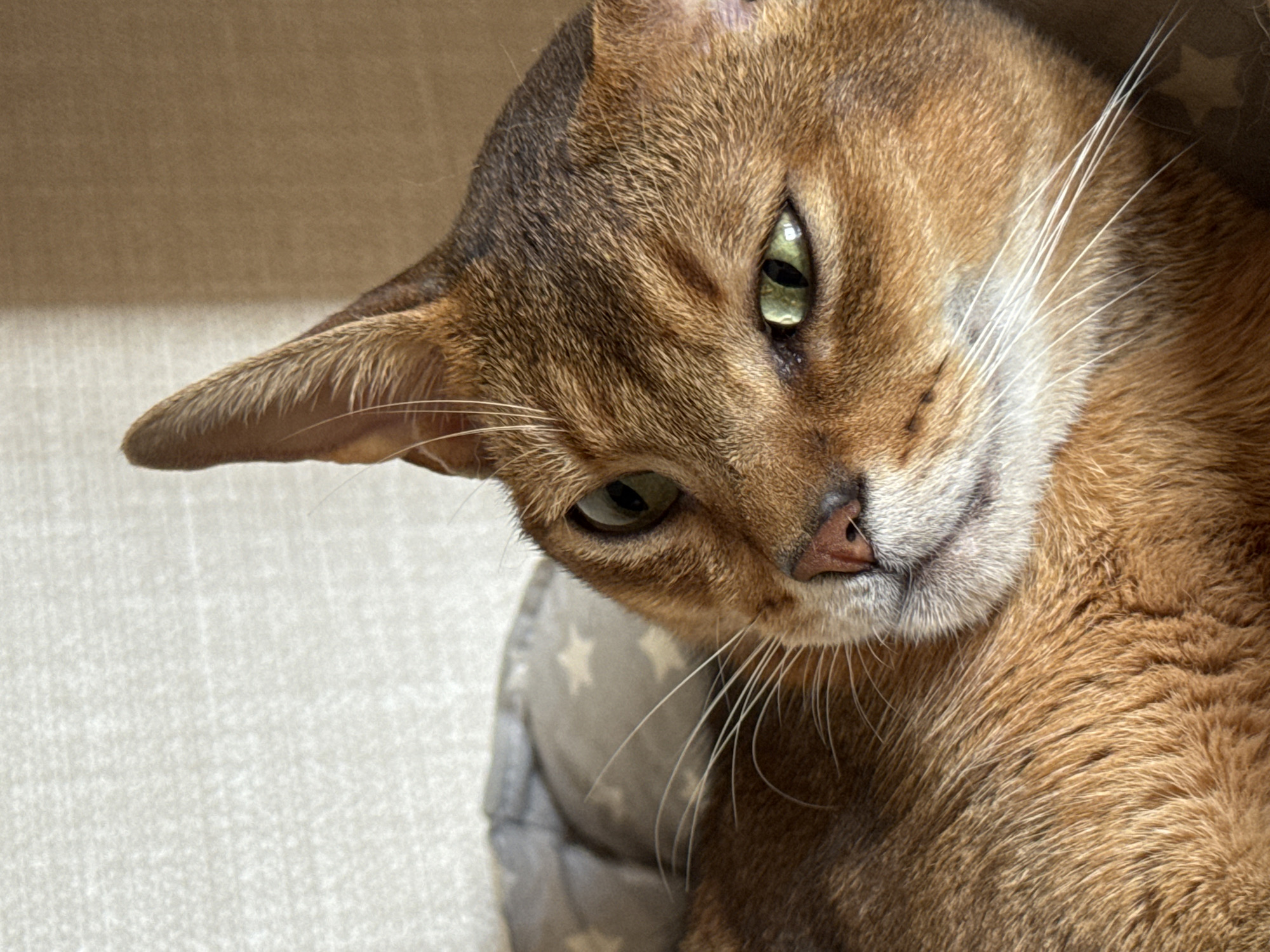 The image is a close-up, head-and-shoulders shot of a brown cat with green eyes. The cat is lying down on a grey, star-patterned pet bed. The background is a textured, light-colored wall. The lighting suggests the image was taken indoors during the day. There is no information in the image to suggest a location in Chaikovsky, Russia.