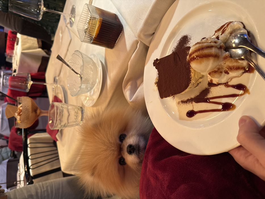 The image depicts an indoor dining scene, likely a restaurant, with a Pomeranian dog and a dessert plate in the foreground. A light brown Pomeranian with fluffy fur and dark eyes looks directly forward, its head resting above a crimson red fabric object, possibly a cushion or blanket. A human hand, with a light skin tone, holds a white oval plate containing a slice of tiramisu dusted with cocoa powder, accompanied by two scoops of vanilla ice cream drizzled with caramel sauce, and further adorned with cocoa powder and dark berry coulis. Two silver spoons are on the plate.
The scene is set on a table covered with a light cream-colored tablecloth. Other items on the table include a clear ribbed glass containing a dark beverage with an orange slice, an empty clear glass bowl with a leaf pattern and a silver spoon, a clear fluted water glass, and a stemmed glass with a dark liquid. Further back, another stemmed glass holds a brown, frothy dessert topped with a waffle cone. In the background, out of focus, are additional restaurant tables draped with white tablecloths and red napkins, and parts of chairs with dark frames. The lighting suggests an indoor setting with ambient light. The location is a restaurant in Venice, Italy.