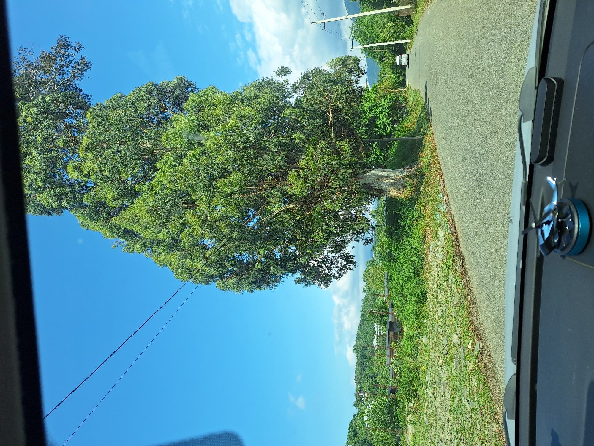 An eye-level, wide shot captures a bright, sunny day from the interior of a vehicle. A large, leafy eucalyptus tree dominates the center-right of the frame, its trunk thick and gnarled, with branches reaching towards a clear blue sky. A power line stretches diagonally across the upper left portion of the sky. The road, paved with asphalt, curves to the right and recedes into the distance, lined by lush green vegetation and scattered trees. In the background, hills covered in greenery are visible, dotted with a few buildings, suggesting a suburban or rural setting. A white van is seen driving away on the road in the distance. The foreground shows the dashboard of the car, with a small blue object and a black rectangular object placed on it. The scene appears to be located in Kobuleti, Georgia, given the characteristic landscape.