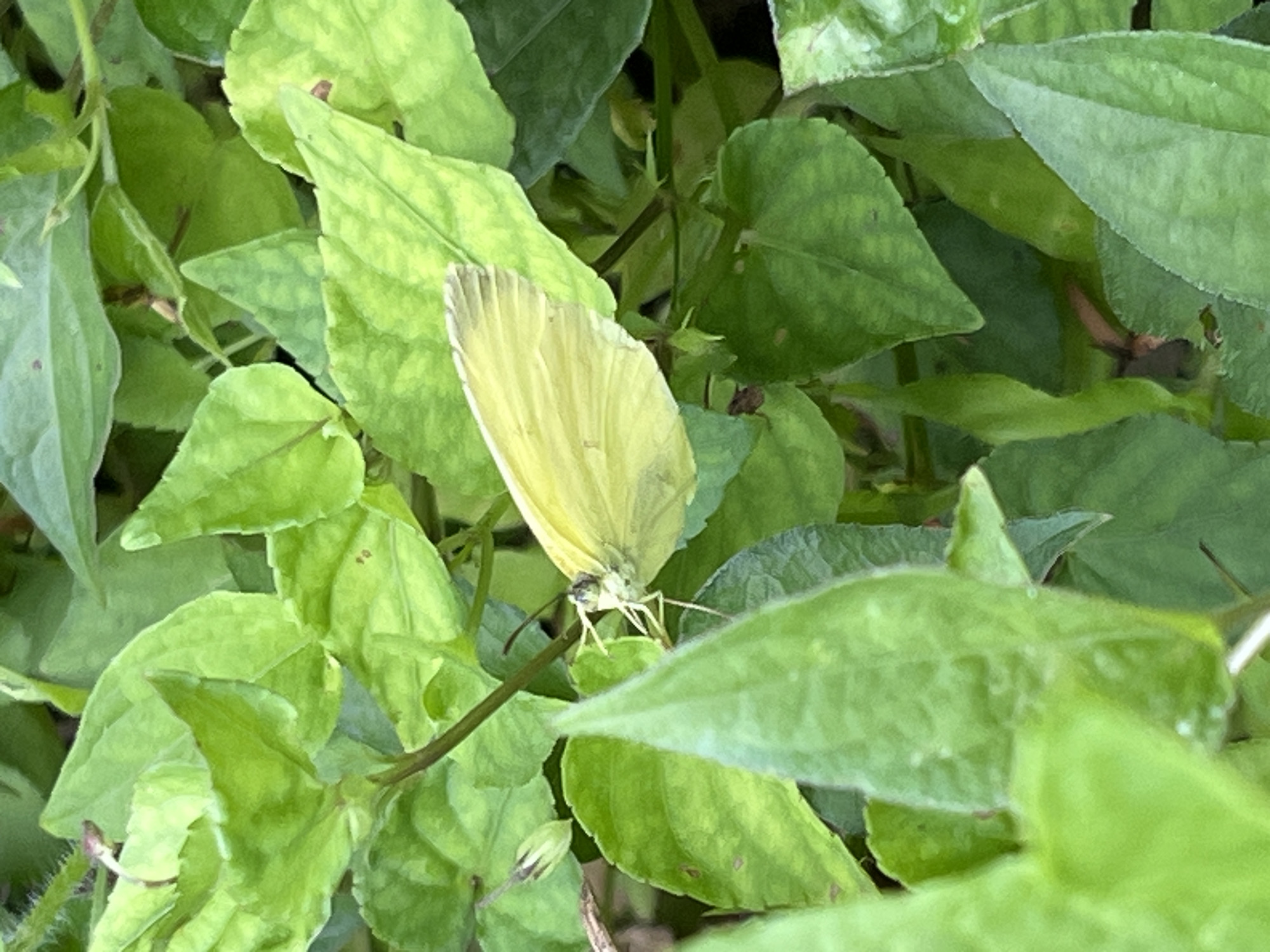 This close-up image, taken in Sayama, Japan, features a pale yellow butterfly resting amongst dense green foliage. The butterfly, positioned slightly to the right of the center, has its delicate wings folded vertically upwards, showcasing their light coloration and fine veins. Its head, slender antennae, and legs are clearly visible as it perches on a stem or leaf.
The setting is characterized by an abundance of vibrant green leaves of various shapes and sizes, filling the entire frame. Some leaves appear slightly lighter or have yellowish tones, possibly due to natural variations or light exposure. Several stems weave through the foliage, and a small, unopened flower bud can be seen on a stem in the lower-left area.
The natural lighting indicates it is daytime. The scene conveys a sense of tranquility, with the butterfly appearing to be in a state of rest within its leafy environment. There is no visible text in the image.