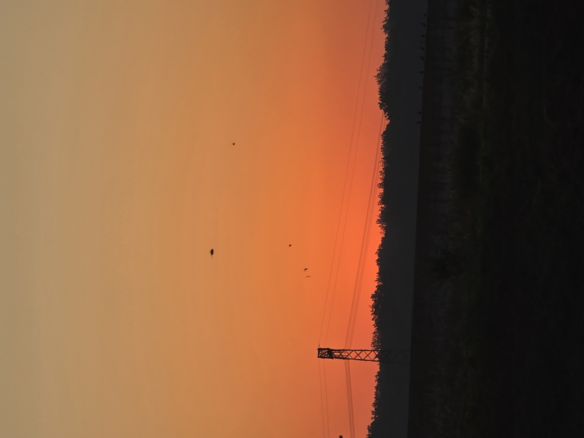 A vertical, eye-level, full shot captures a vibrant sunset over Kitzscher, Germany. The sky transitions from a pale yellow at the top to a deep orange towards the horizon. Silhouetted against the bright sky are several small, dark specks, appearing to be birds in flight. A lone power line pylon, a lattice structure, stands prominently on the left, with power lines stretching horizontally across the frame. Below the sky, a dark, silhouetted treeline forms a dense band. In front of the trees, a lighter-toned, silhouetted embankment runs horizontally. Further down, a dark foreground suggests a field or terrain. Along the top of the embankment, a row of small, silhouetted figures, likely birds, are visible.