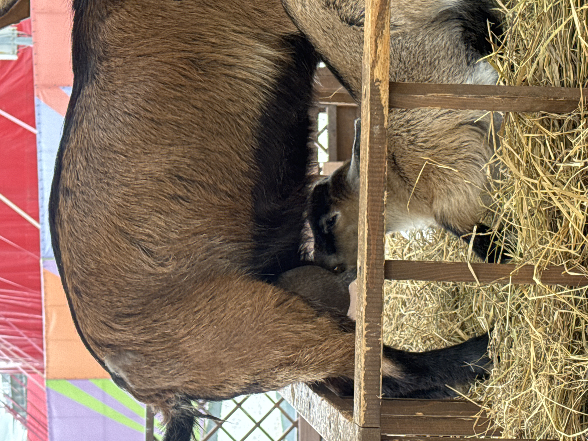The image depicts two goats within a wooden enclosure filled with hay. The larger goat has brown fur with darker patches and a black tail. A smaller goat, primarily light brown, is positioned behind the larger one, partially obscured by the wooden structure. The hay is dry and yellowish. A colorful, possibly decorative, structure with red, orange, green, and purple segments is visible in the background. The location is mentioned as the city of Sirius, Russia, although there is no element to confirm this.