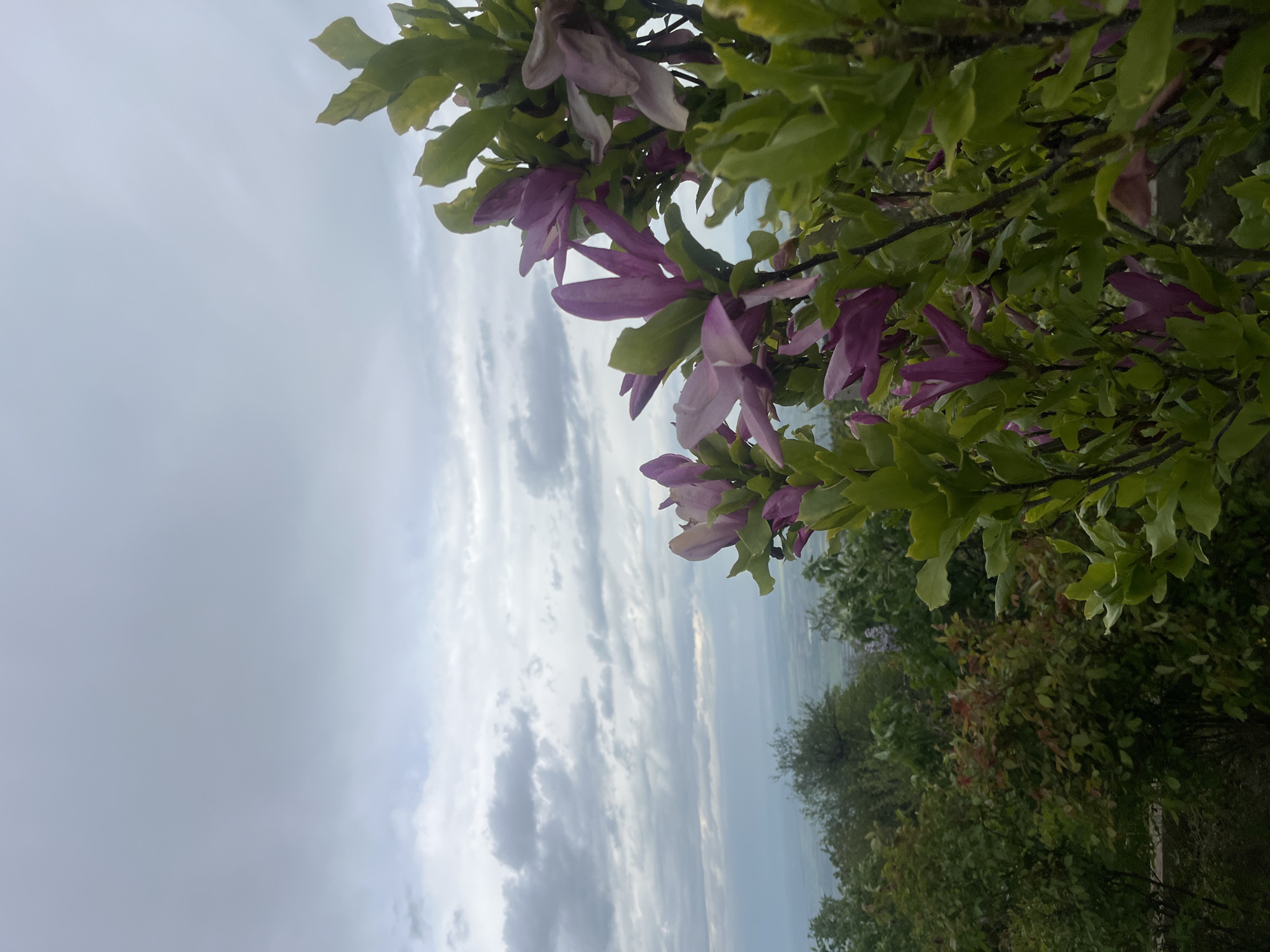 The image shows a view from a high point in or near Yavrovo, Bulgaria. The sky is overcast with layers of grey and white clouds. In the foreground are purple flowers and green foliage, likely a magnolia or similar flowering tree. Below, the landscape slopes down to a valley with green trees and vegetation, suggesting a forested or rural area. The horizon is visible in the distance, with the atmospheric perspective creating a hazy, lighter tone. There are no people visible in the image.