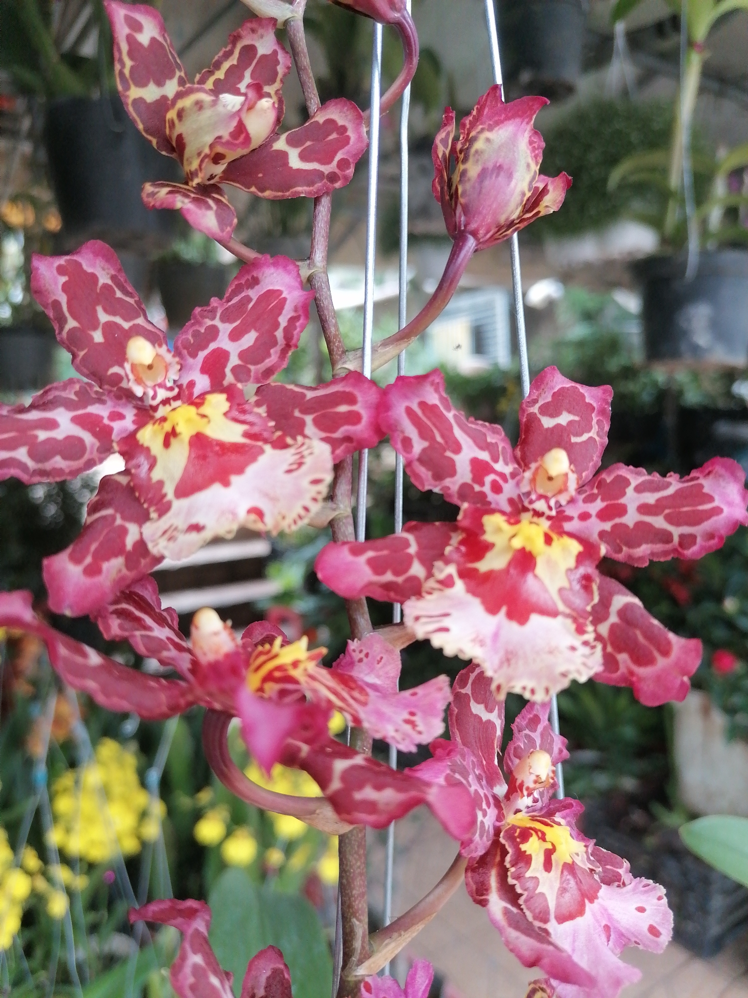 A close-up shot focuses on a cluster of vibrant orchids, likely of the Oncidium alliance, showcasing their intricate patterns and colors. The dominant flowers are a striking combination of deep reddish-pink and white, with irregular, leopard-like spots covering the petals and sepals. The central part of the labellum (lip) of each open flower features a prominent splash of bright yellow, contrasting with the surrounding red and white.
Several individual blooms are visible on a slender, reddish-brown stem, supported by thin, vertical metal rods that are partially visible behind the flowers. Two fully open flowers are prominent in the mid-ground, displaying their detailed patterns. Above them, a less open bloom or bud shows similar coloring. Further down the stem, additional flowers are in various stages of bloom.
The background is softly blurred, indicating a shallow depth of field. It reveals a lush setting with other potted plants and foliage. Some bright yellow flowers, possibly more orchids, can be seen out of focus in the lower left and center background. Dark, indistinguishable pots are also visible, suggesting a greenhouse, nursery, or garden environment. The lighting appears bright and natural, indicating it is daytime. No specific activities are occurring, and no text is visible in the image. The scene conveys the beauty and detail of the cultivated orchids. Given the context, this scene is located in Da Lat, Vietnam.