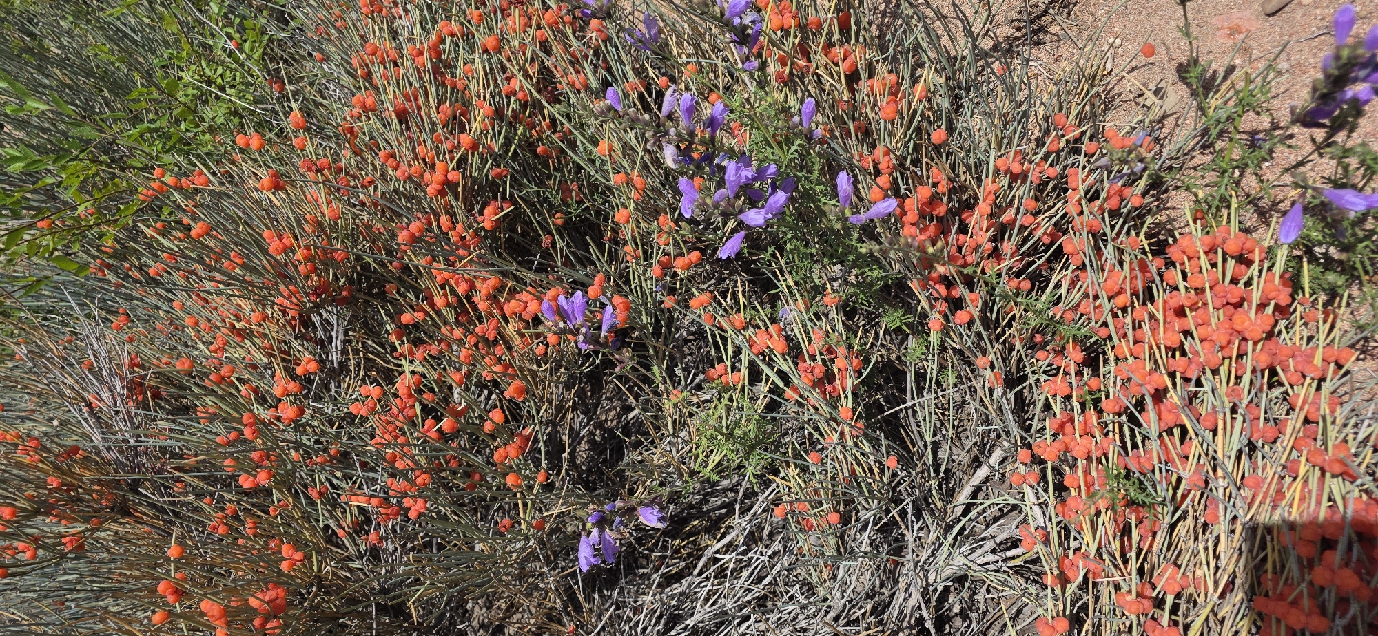 A close-up, eye-level shot captures a dense shrub with numerous small, bright orange berries and thin, gray-green stems. Interspersed among the orange berries are clusters of delicate, lavender-purple flowers. The background consists of dry, sandy soil and some green foliage in the upper right corner. The scene appears to be an outdoor, natural environment, likely within the city of Tosor, Kyrgyzstan, given its mountainous terrain and arid climate which would support such vegetation. No people or actions are visible.