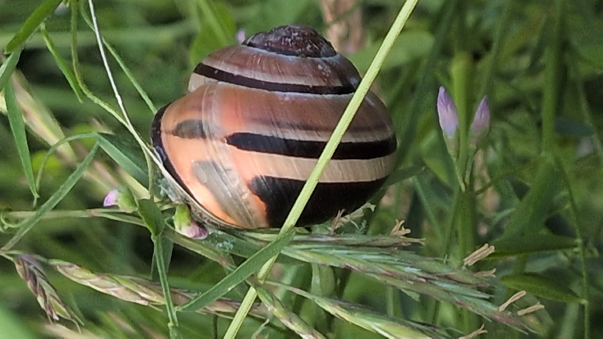 A close-up, vertical, eye-level shot shows a snail on a grassy stem. The snail's shell is a spiral shape with alternating bands of brown, tan, and black. The shell is positioned on the right side of the frame, with its opening facing left. Several blades of green grass surround the snail, some with seed heads. In the foreground and background, out-of-focus green foliage and small, light purple buds are visible. The image appears to be taken outdoors in a natural setting.
