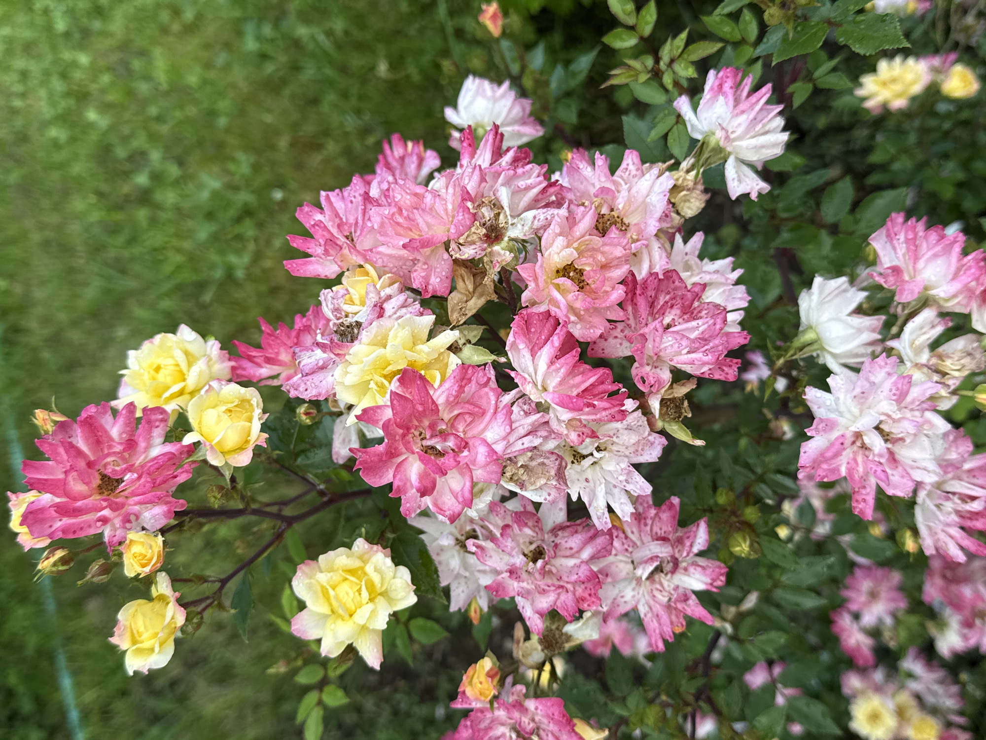 This image presents a close-up outdoor scene within Tarnicheni, Bulgaria, focusing on a rose bush. The primary subjects are numerous roses of two distinct color variations: a dominant cluster of variegated pink and white, and several smaller yellow blooms. The pink and white roses exhibit a mottled or speckled pattern across their petals, ranging in condition from nearly fully open to noticeably withered and brown at the edges, with some revealing their central stamens. Many of these petals are adorned with small, clear water droplets. The yellow roses, fewer in number and concentrated in the upper and lower portions of the frame, appear fresher, with some still in bud form, and also display water droplets. The foliage of the rose bush is dark green, with individual leaves also bearing water droplets. The background consists of a uniformly blurred green texture, indicative of grass or distant garden vegetation. No people, animals, or man-made objects are present in the frame. The lighting appears soft and diffuse.