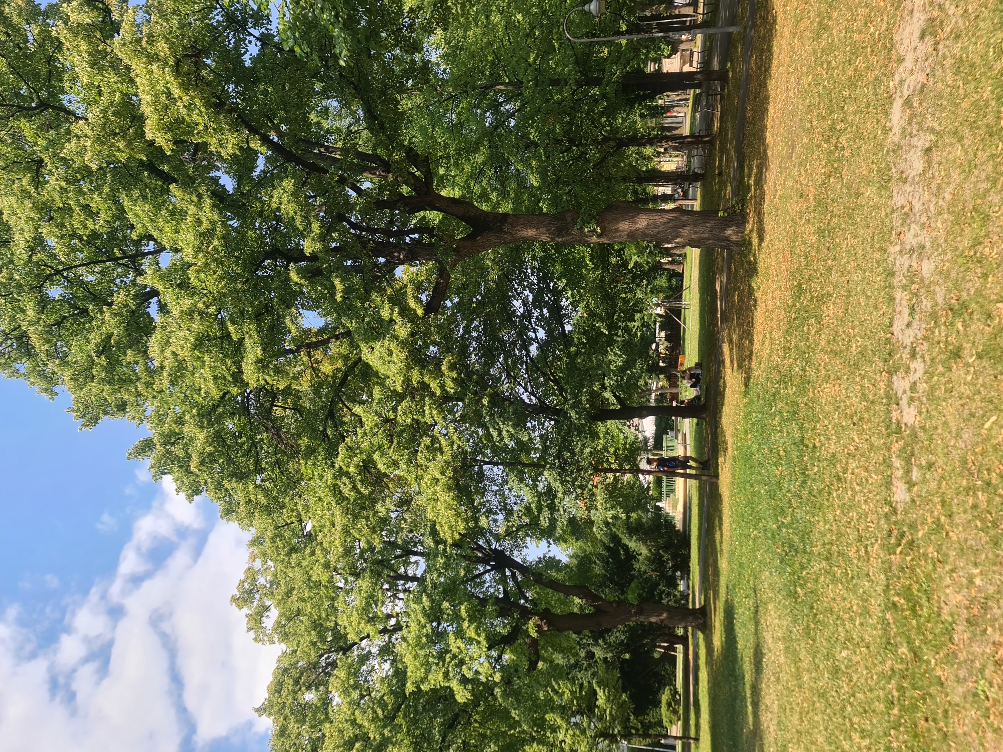 The image depicts a park scene on a sunny day. Tall, mature trees with lush green foliage dominate the foreground and middle ground, casting dappled shadows on the grassy ground. The grass is a mix of green and dry, yellow patches, with a scattering of fallen leaves. In the background, there are more trees, a lamppost, and what appear to be park benches. Several people are visible in the park. One person, a male wearing dark shorts and a blue shirt, is standing near a tree in the middle ground. Further back, a group of people are seated on the grass under the shade of the trees. The sky above is blue with scattered white clouds. The scene suggests a public park within the city of Vienna, Austria, likely a recreational area for residents.