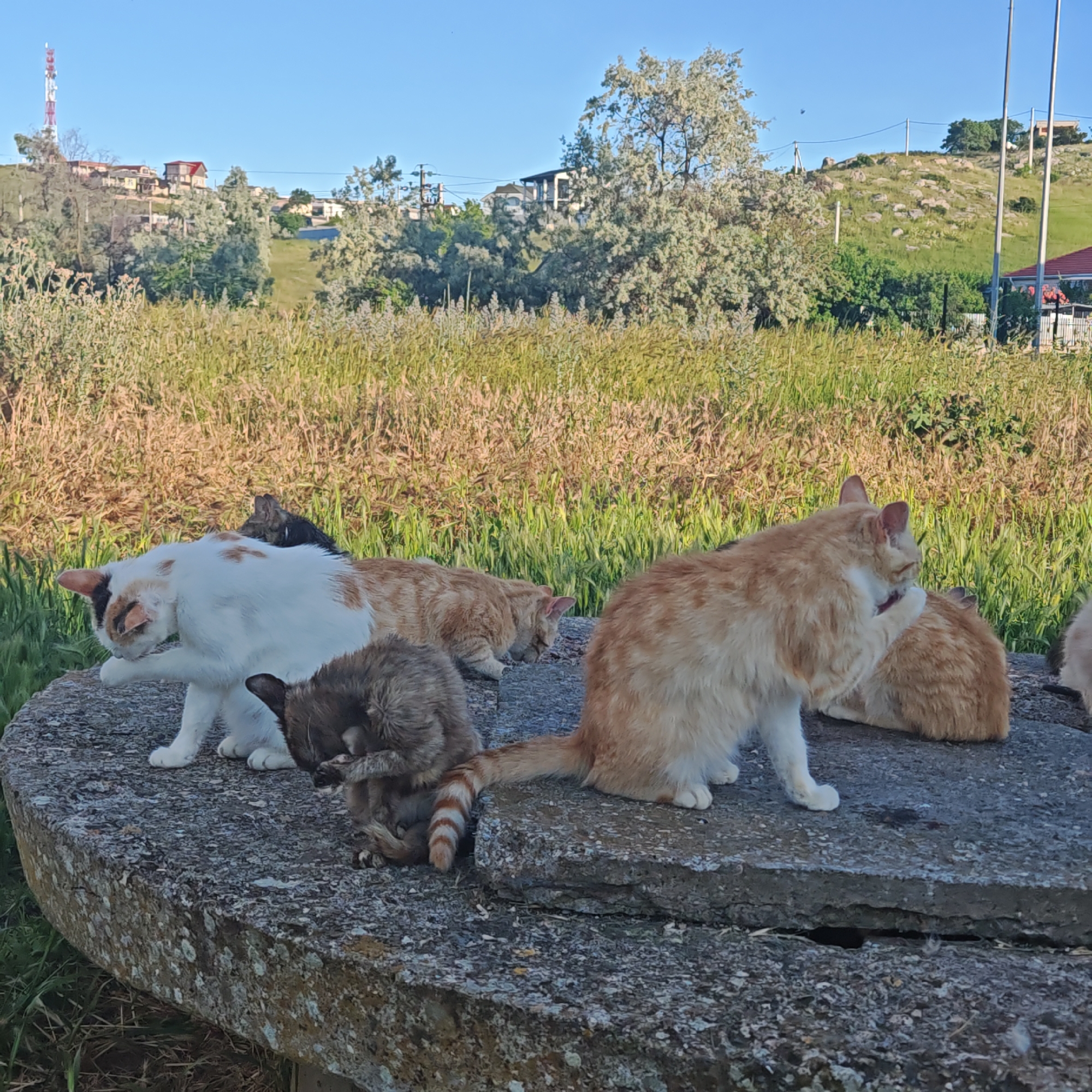 The image displays an outdoor daylight scene featuring a group of felines and one procyonid-like animal on a large, weathered concrete slab.
In the foreground, a calico cat (white with black and ginger patches) is grooming its face with a forepaw. To its immediate right, a grey-brown animal, resembling a raccoon with a distinctly striped tail, is grooming its lower chest or paw. Further to the right, an orange cat is actively licking its flank, while another orange cat rests behind it on the concrete. A dark-furred cat is partially visible in the background between the calico and orange felines. Portions of two additional felines are visible at the far left and far right edges of the frame.
The concrete slab is mottled grey, exhibiting a rough texture and patches of pale biological growth. It is surrounded by tall, unmanaged vegetation consisting of green and light brown grasses and herbaceous plants.
The background features undulating terrain with rolling hills under a clear blue sky. Scattered residential buildings with varying roof colors (red, white, and dark) are visible on the hillsides, interspersed with trees, some with light-colored foliage. A prominent red and white lattice communications tower stands on the leftmost hill. Overhead utility lines and poles are also present across the landscape. The scene is illuminated by direct sunlight.