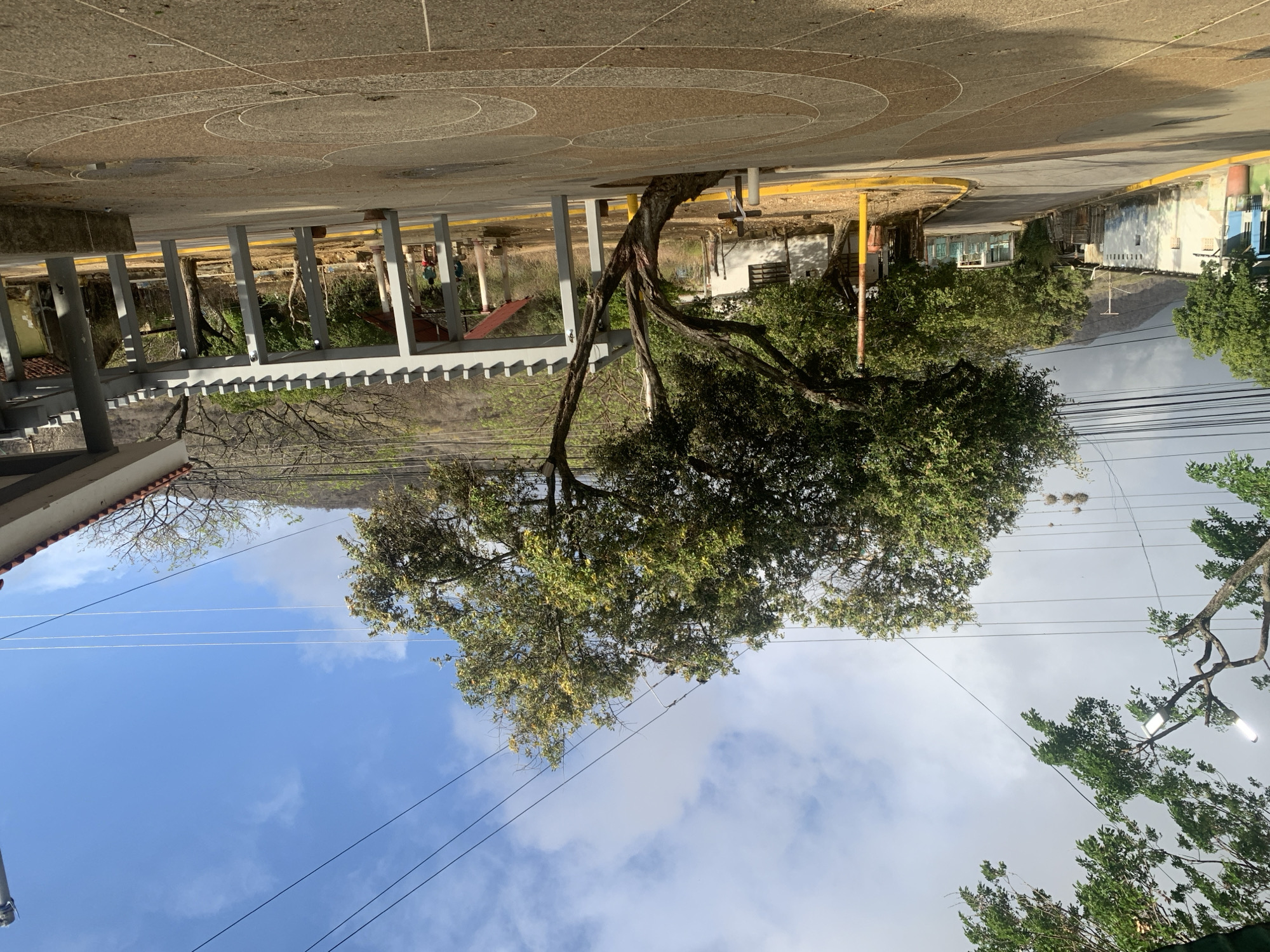 The image depicts an outdoor public space in La Tagua, Venezuela, featuring a large, mature tree and paved ground under a partly cloudy sky. The perspective is from slightly above ground level, looking towards a mountainous background.
In the foreground and midground, a substantial tree with a thick, winding trunk and dense green foliage dominates the left side of the frame. Its branches extend widely, partially obscuring the sky and some structures. Adjacent to the tree is a paved area, likely concrete or asphalt, marked with circular and linear patterns, possibly indicating a multi-purpose court or decorative plaza. A yellow curb or painted line runs along the edge of this paved surface.
To the left of the tree, a gray, multi-columned structure with a horizontal top rail or roof element is visible, possibly part of a covered walkway, shelter, or building. Further in the background, several buildings with simple architecture can be seen, some painted white, others featuring blue, green, and red hues. Behind these structures, distant mountains rise, their contours visible against the sky.
The sky above is a mix of clear blue patches and scattered white clouds. Numerous black power lines stretch across the sky, crisscrossing the upper portion of the frame; a cluster of nests (possibly bird nests) is visible on one set of lines. The lighting suggests it is daytime, likely late morning or early afternoon, with bright ambient light and soft shadows. No people or animals are explicitly visible, and there is no discernible text in the image. The scene conveys a sense of a quiet, everyday urban or semi-urban environment.