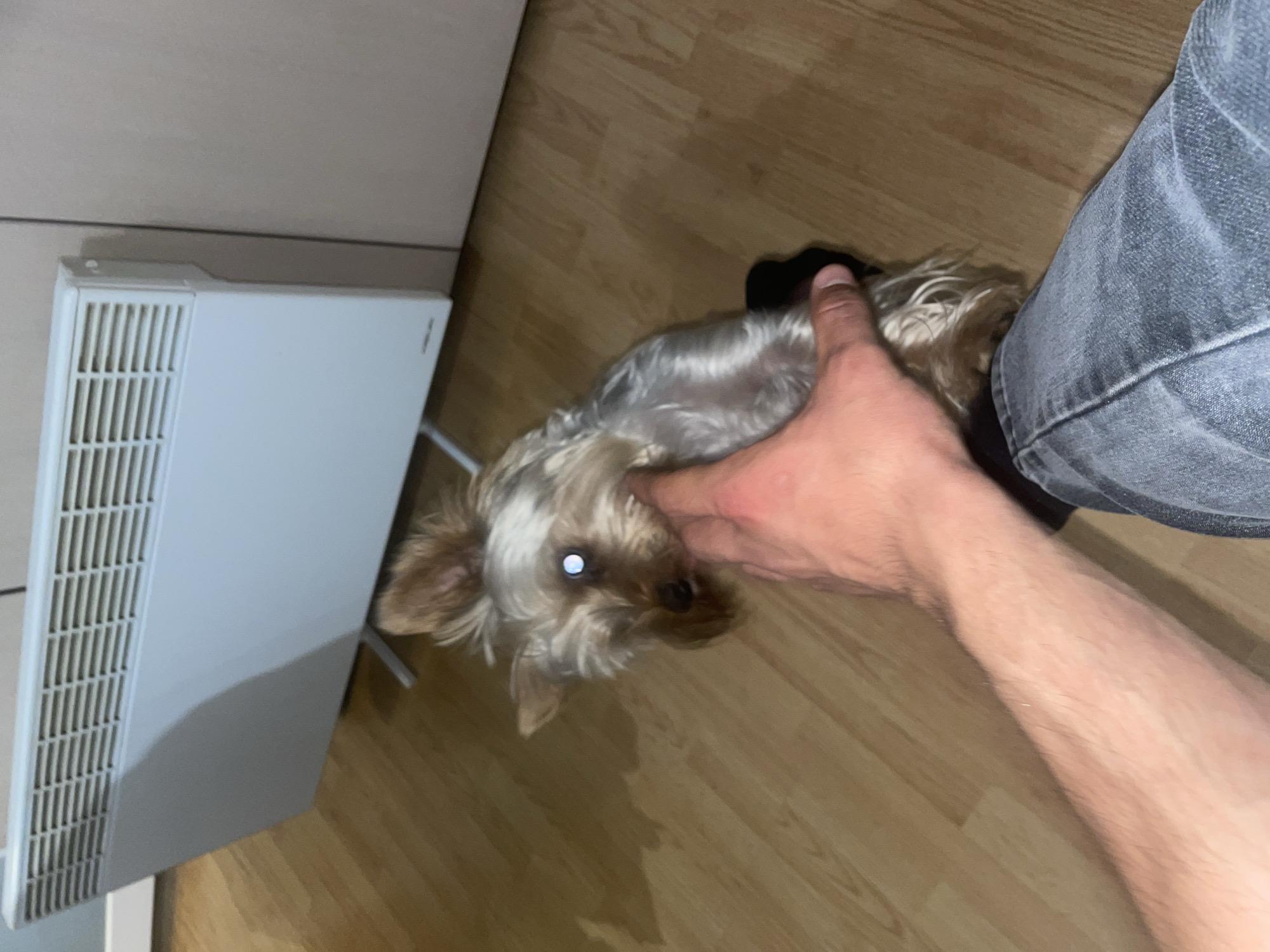 An overhead shot shows a person's arm and leg on a light brown wooden floor. The person is wearing blue jeans. To the left of the frame, a white radiator is mounted on a wall. A small Yorkshire Terrier dog is lying on its back on the floor in front of the radiator. The person's hand is holding the dog's chin. The dog's eyes are open and bright. The scene is indoors, in what appears to be a home.