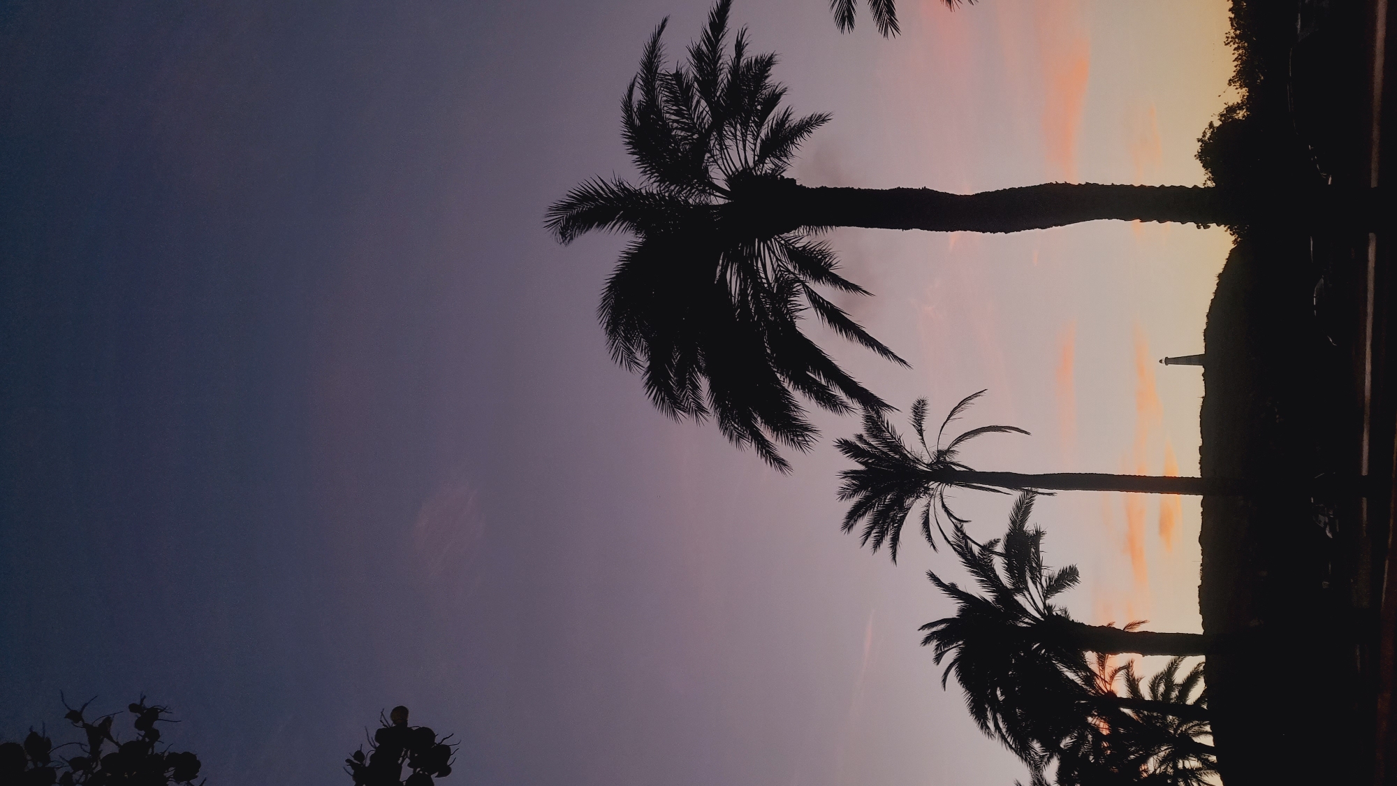 The image depicts a twilight scene in the city of Pedro González, Venezuela, characterized by the silhouettes of palm trees against a gradient sky of deep purple and soft pink. In the foreground, multiple palm trees are silhouetted, with their fronds fanned out against the sky. Behind the palm trees, a hill is visible, also in silhouette, topped by a solitary lighthouse. The sky shows faint wisps of clouds illuminated by the setting sun. At the base of the hill, a dark area suggests the presence of buildings or a road, with faint outlines of what appear to be parked vehicles. A few dark branches and leaves from another tree are visible in the upper left corner of the frame. The overall atmosphere is serene and tranquil, capturing the end of the day.