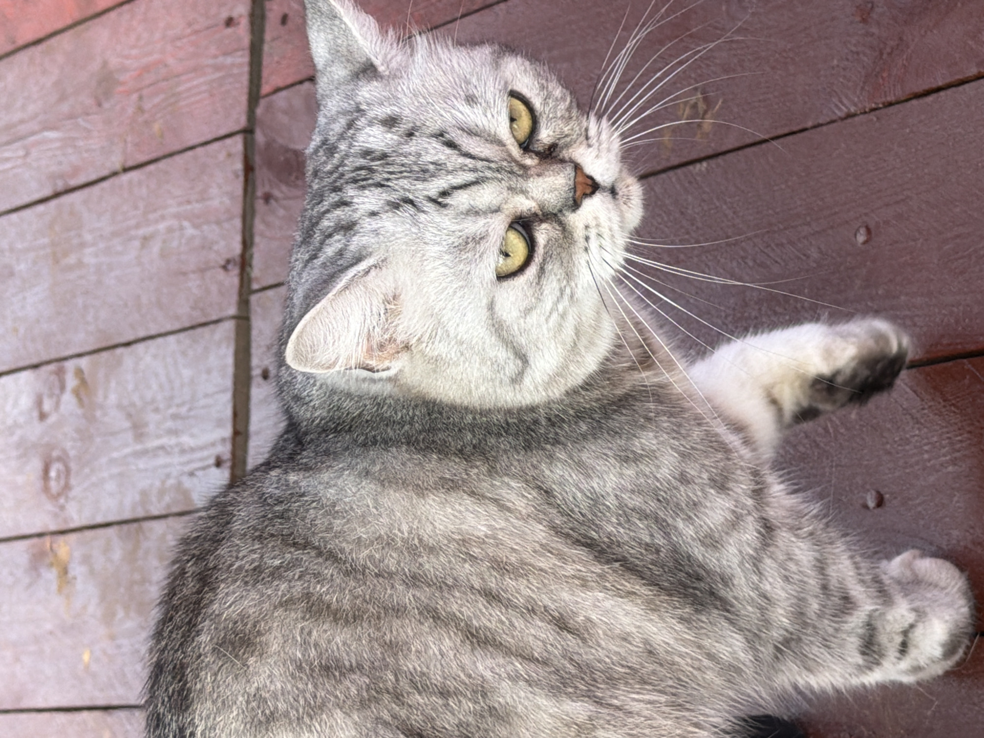 An overhead, close-up shot shows a gray tabby cat with yellow eyes standing on a wooden deck. The cat's fur is a mix of light and dark gray with darker tabby stripes. The wooden deck is composed of planks that run diagonally from the top left to the bottom right of the frame. Some planks are wet, with water droplets visible on the surface. The cat's face is turned towards the camera, and its expression appears somewhat grumpy. The background is entirely composed of the wooden deck. There are no people or other animals visible in the image. There is no contextual information available to determine the location of this scene within the city of Chaikovsky, Russia.