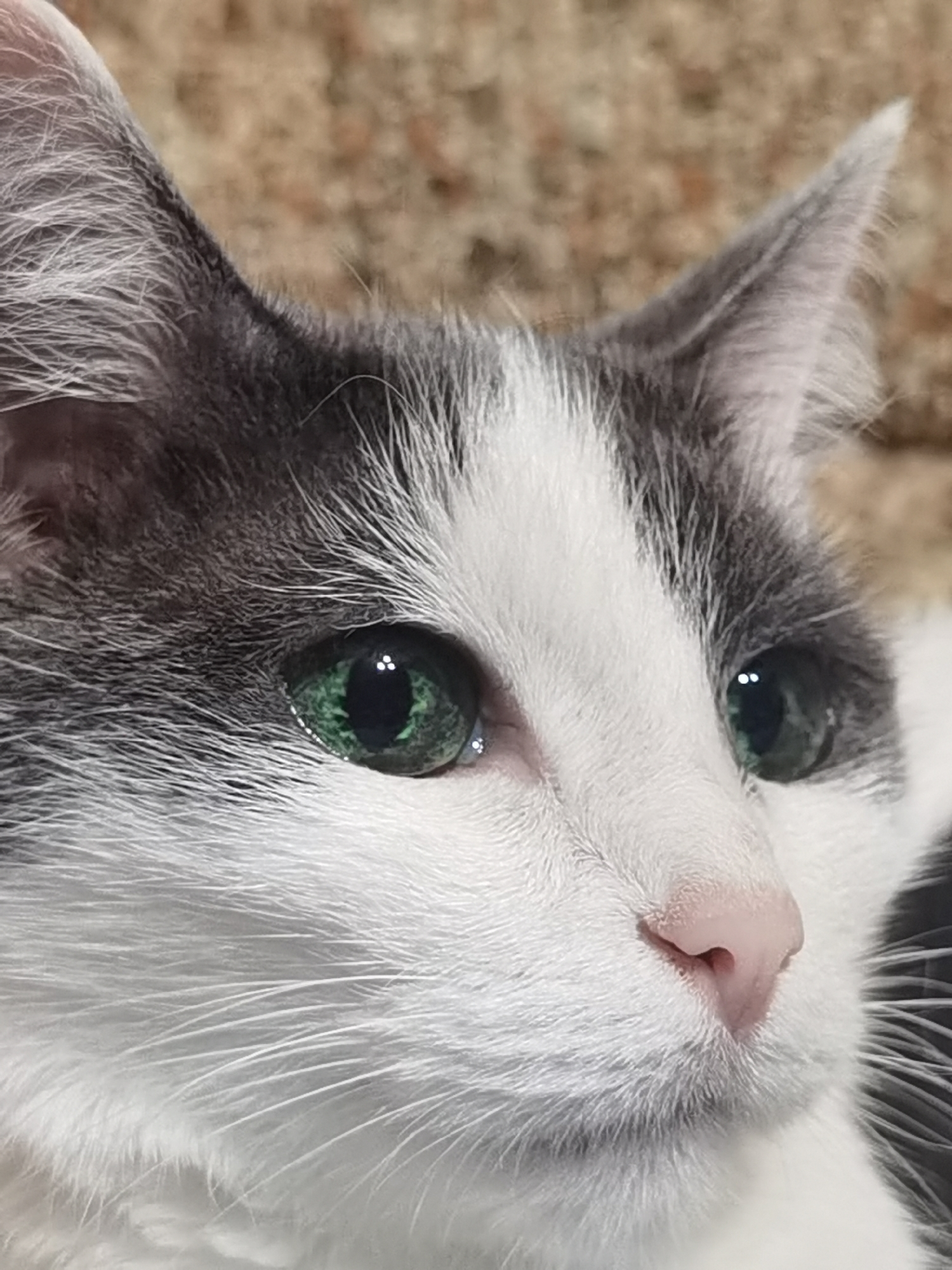 A close-up, detailed photograph captures the face of a domestic cat with striking green eyes. The cat has white fur with patches of gray on its ears and head. Its nose is a soft pink, and its whiskers are prominent and white. The background is softly blurred, suggesting a domestic indoor environment, with a textured surface that appears to be upholstery or carpet in a muted brown tone. The image focuses solely on the feline subject, highlighting its facial features and the texture of its fur. There are no people, explicit actions, or interactions depicted. The image is a static portrait of the cat's face.