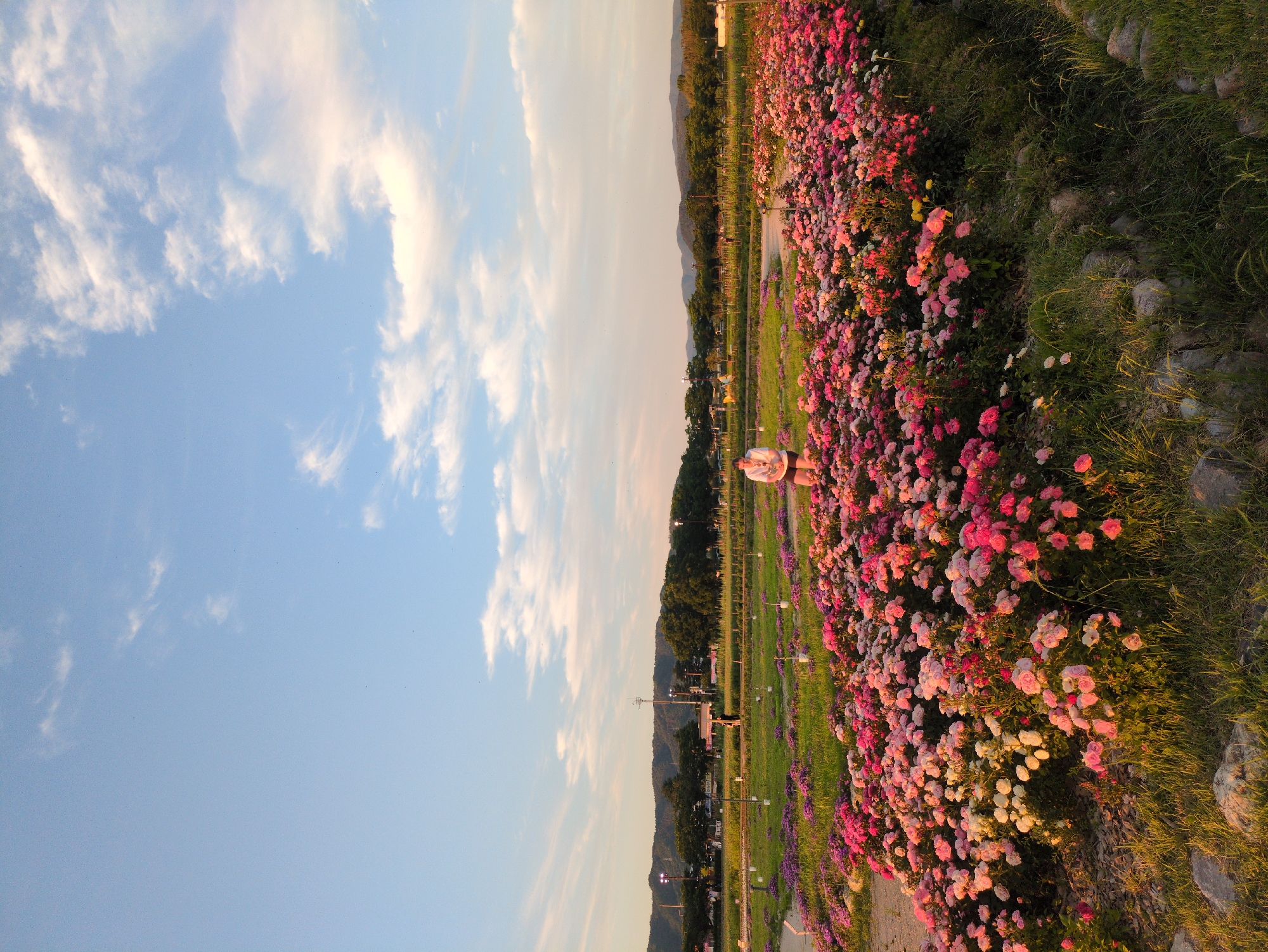 The image depicts a flower garden in Gyeongju-si, South Korea, adjacent to a grassy path. The flowers are predominantly pink and white, with some purple. In the background, trees and a mountain range are visible. The sky is a light blue color with scattered clouds. The image is rotated 90 degrees counterclockwise. A person sitting in the grass may also be observed.