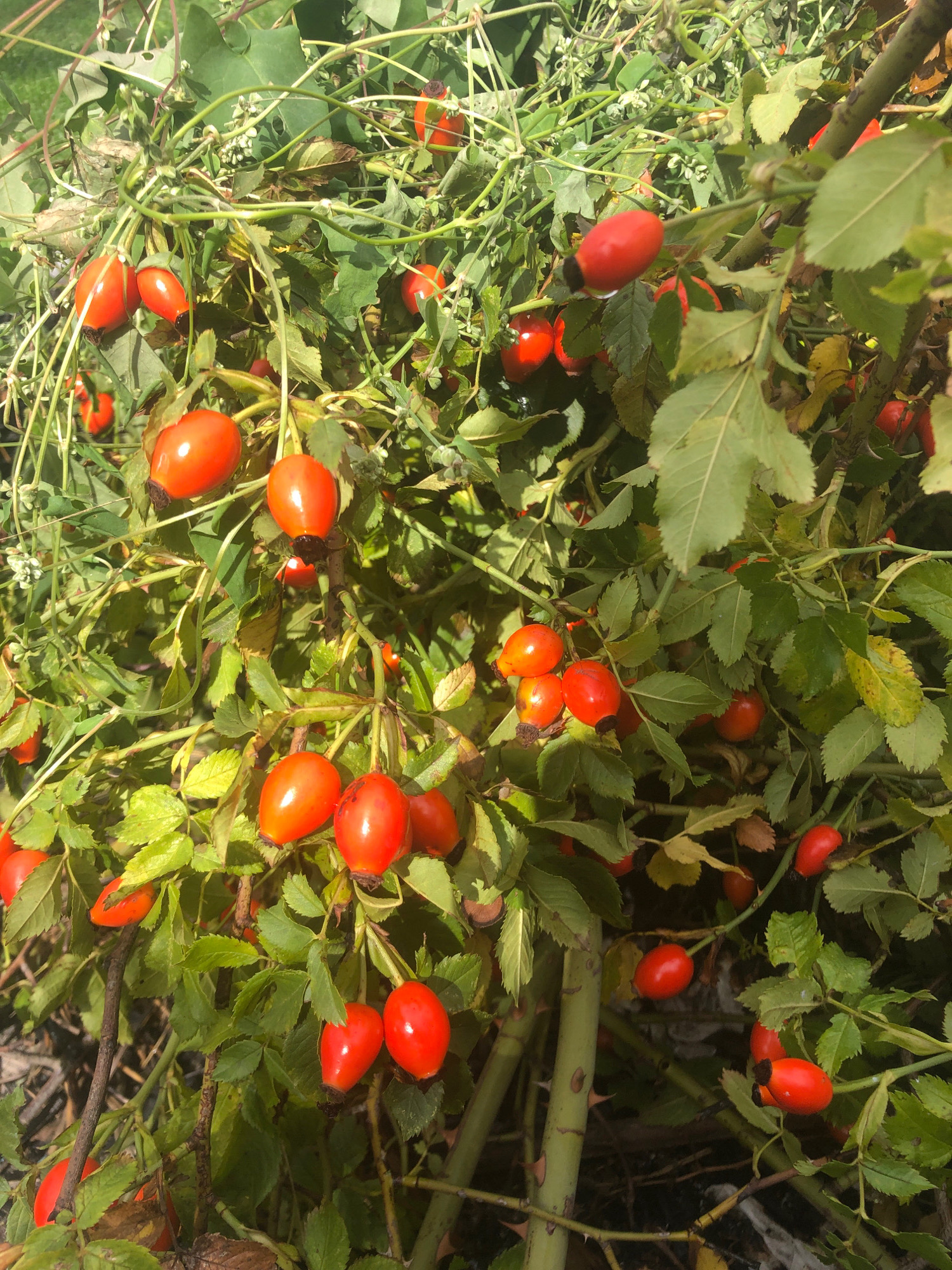 A close-up shot of a rosehip bush in Sierndorf, Austria, showcases clusters of vibrant red rosehips nestled amongst lush green leaves. The sun casts dappled light on the scene, highlighting the glossy texture of the fruits and the thorny stems of the bush. Some rosehips are plump and round, while others are more elongated. The background is a blur of foliage and hints of dry earth, suggesting an outdoor, natural setting. No people or animals are visible in the image.