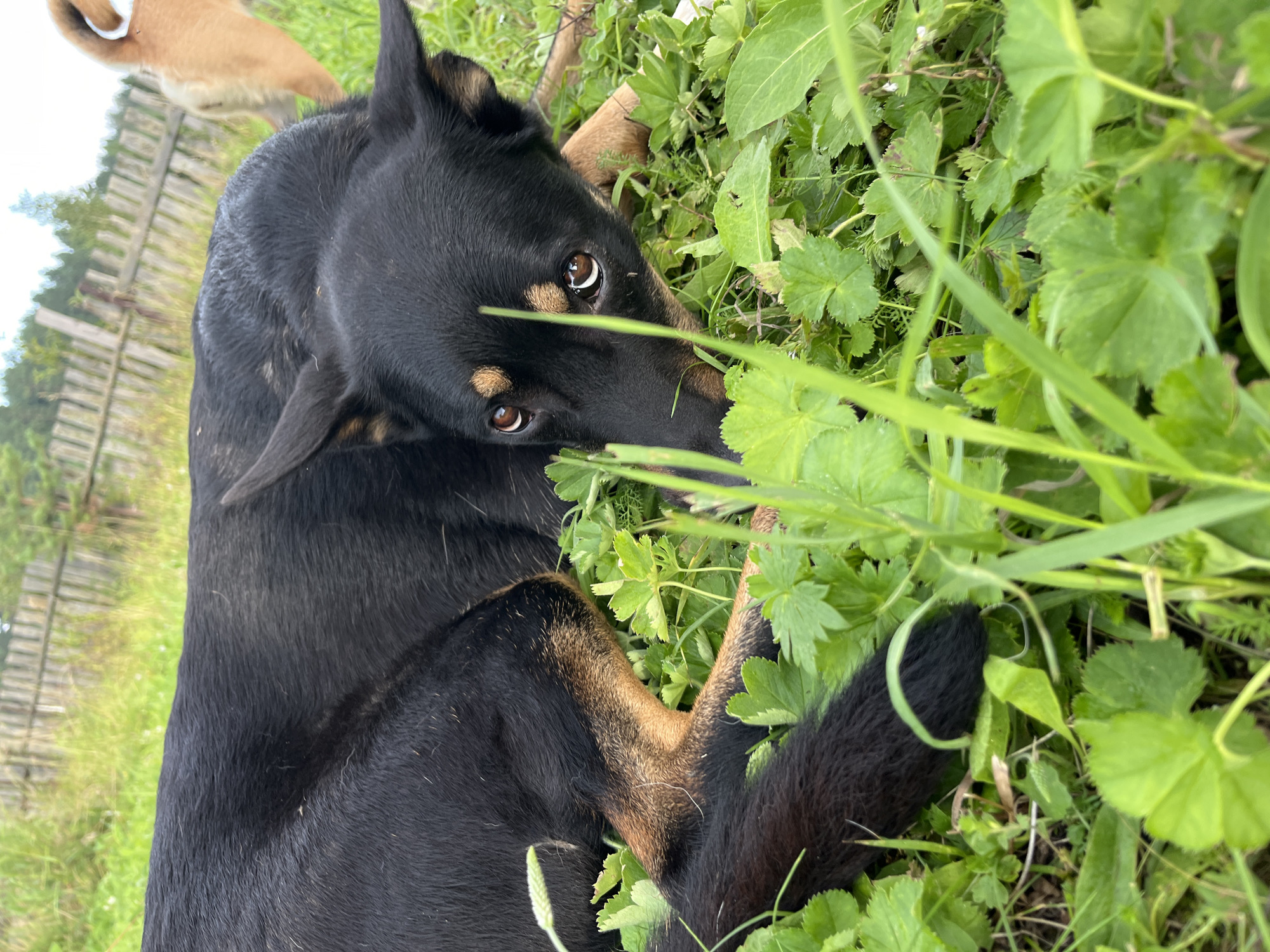 A black and tan dog lies in green grass near a wooden fence. Another dog, tan in color, is visible in the background. The scene appears to be outdoors, likely in a rural or suburban setting. There is no indication of the specific location within Nizhny Tagil, Russia, beyond it being an outdoor environment with natural elements and fencing.