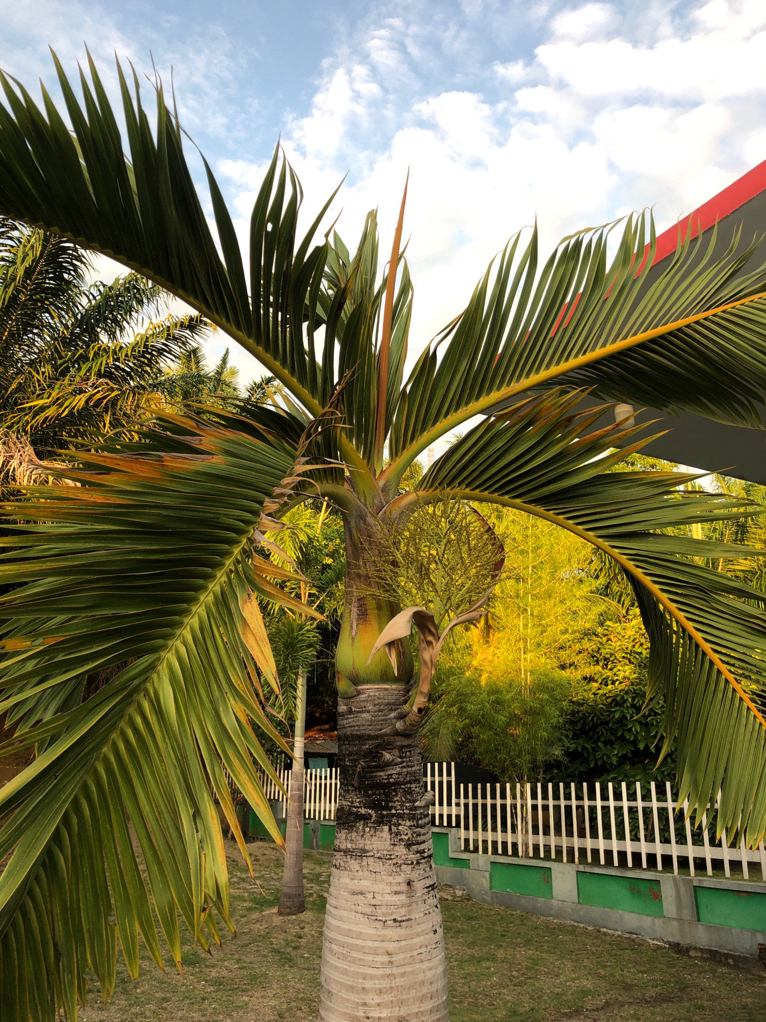The image depicts a close-up view of a palm tree with large, green fronds, some showing signs of yellowing or browning at the tips. The trunk of the palm tree is textured and appears to be mature. In the background, there is lush green foliage, a white picket fence with green painted sections below it, and a glimpse of a building with a red and gray facade. The sky above is partly cloudy with patches of blue. The scene suggests an outdoor environment, possibly a garden or a yard. The lighting indicates it could be late afternoon or early morning, with a warm glow on the vegetation. The image is taken in Lhokseumawe, Indonesia.