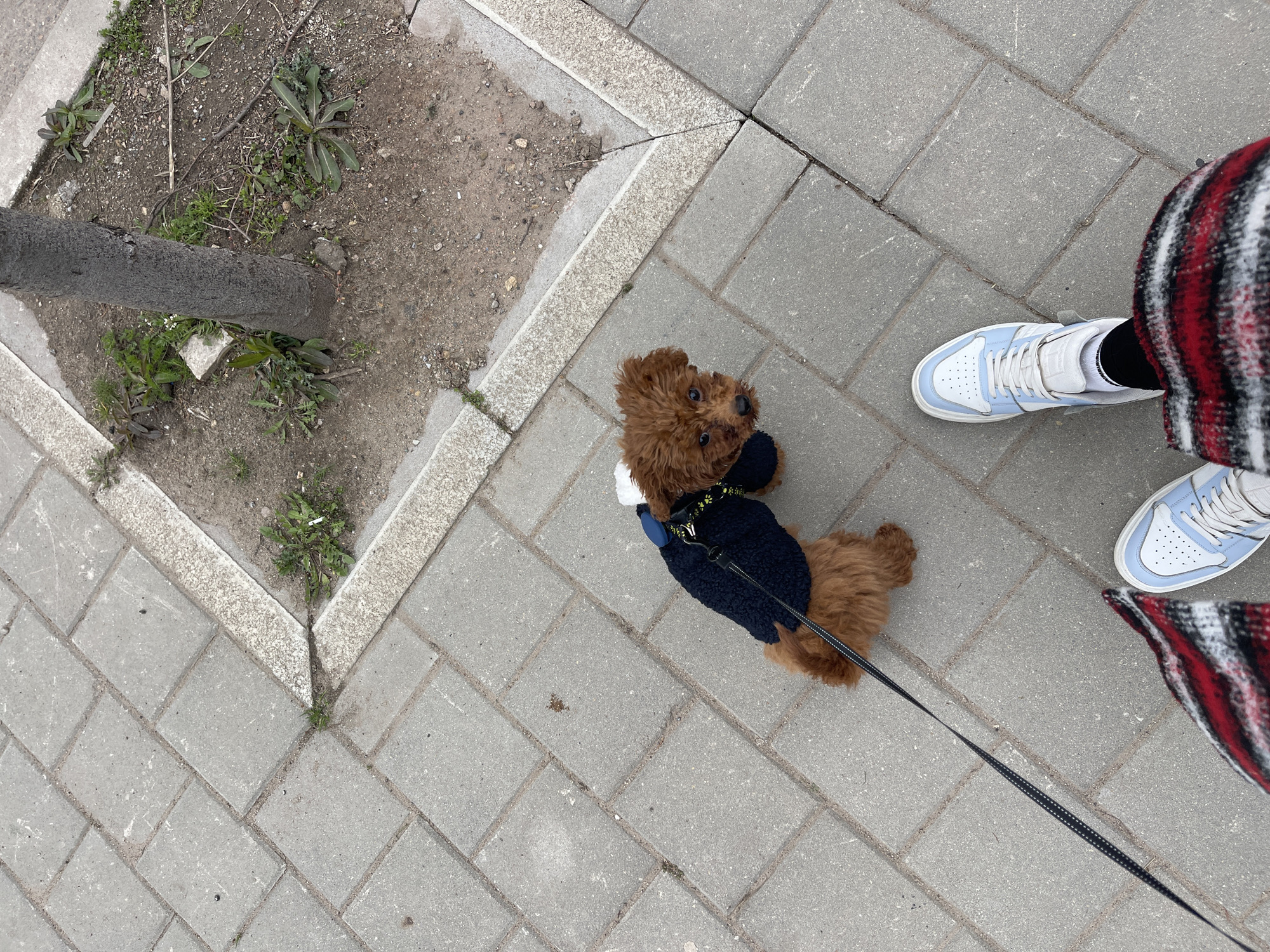 A high-angle shot depicts a brown poodle puppy on a leash, wearing a navy blue jacket. The dog stands on a gray brick walkway, looking up towards the camera. Adjacent to the walkway is a small patch of bare earth with sparse vegetation, surrounding the base of a tree trunk. A person wearing light blue and white sneakers stands near the dog; the edge of a red, black, and white patterned garment is visible on the right side of the frame. The setting appears to be an urban street, likely within the city of Sofia, Bulgaria.