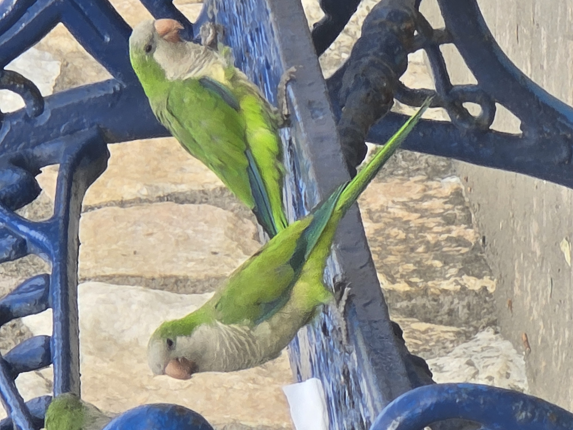 Two monk parakeets are perched on a dark blue metal bench with a stone wall in the background. The parakeet on the left is facing forward, while the parakeet on the right is looking to the right. Both parakeets are primarily green with gray heads and light beige chests. The bench appears to be in a public area. The environment suggests an outdoor setting, possibly a park or a plaza. The parakeets' presence indicates a naturalized population within the city.