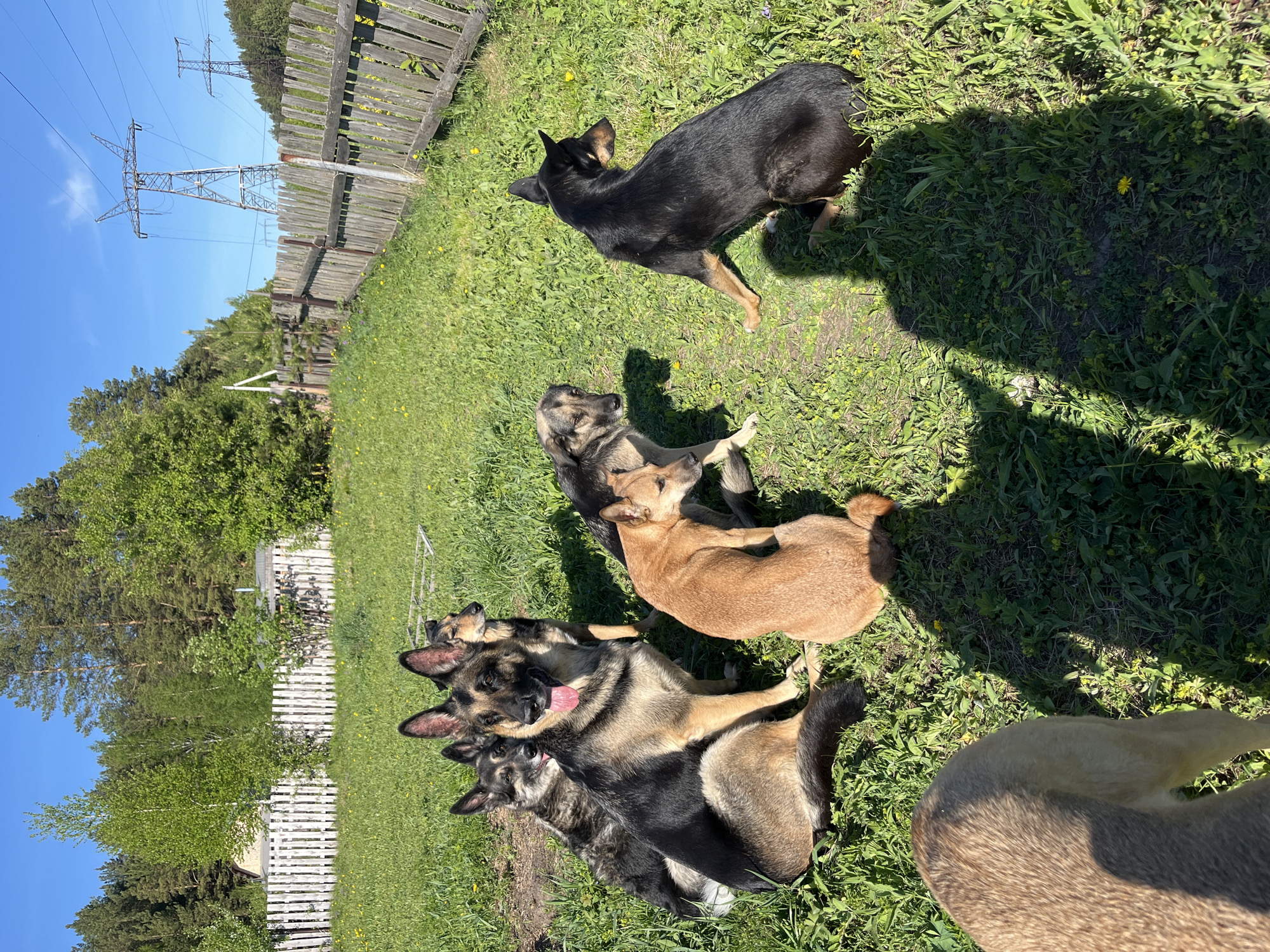The image shows a group of dogs in a grassy area. There are at least seven dogs of various breeds and sizes. One dog is standing, and most of the others are lying or sitting. In the background, there is a wooden fence, trees, and power lines. The location is likely in a rural or suburban area near Nizhny Tagil, Russia, due to the presence of power lines and wooden fences, which are commonly found in these areas. The dogs appear to be interacting peacefully with each other. The weather seems sunny and bright.