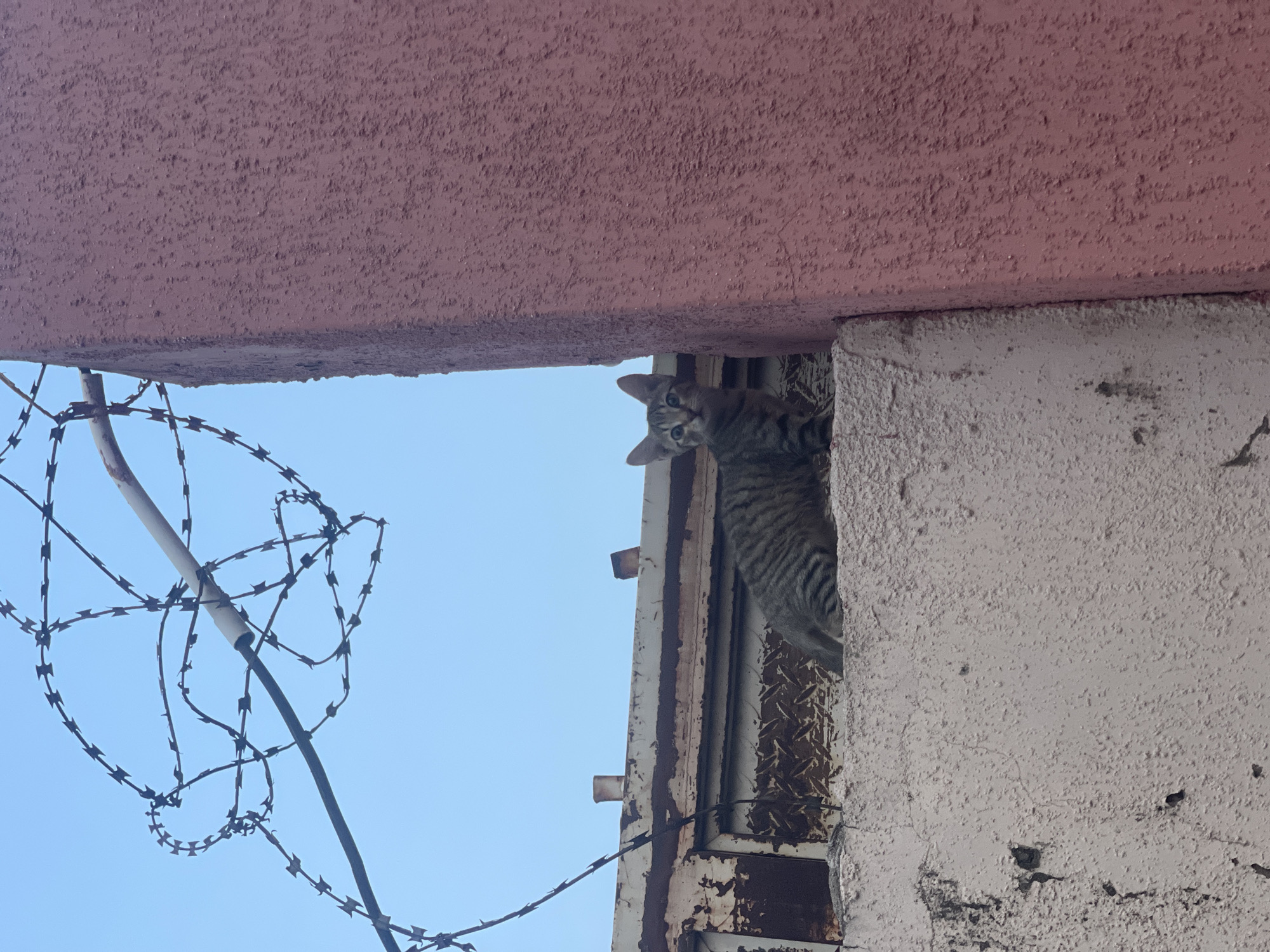 A grey tabby cat peers out from between a pink wall and a white wall, adjacent to a metal gate covered in rust. Barb wire is visible in the lower left corner against a blue sky. The location is Lokoja, Nigeria.