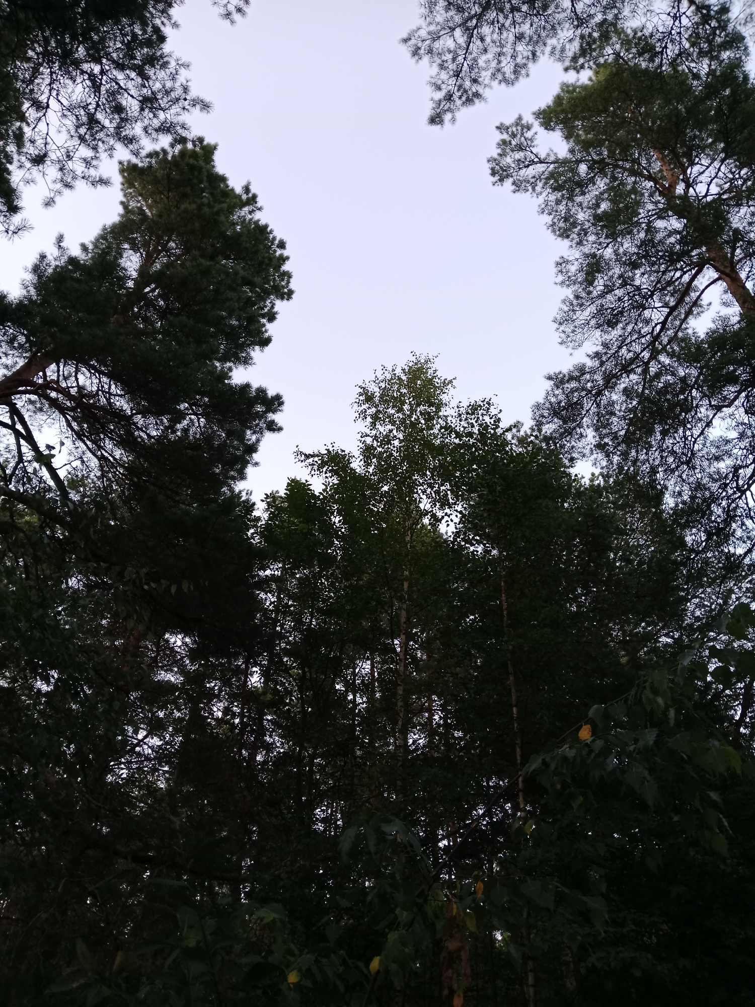 The image depicts a view looking up through the canopy of a forest. Several tall trees, predominantly pines and possibly some birches given their lighter bark visible in the center, dominate the frame. The foliage is dense and dark green, with some branches silhouetted against a pale, overcast sky. The overall impression is one of a natural, wooded environment. The location is identified as Pesocnoe, Russia, suggesting an outdoor, possibly rural or park-like setting. There are no people or animals visible in the image. The lighting indicates it is daytime, but the sky is overcast, creating a soft, diffused light.