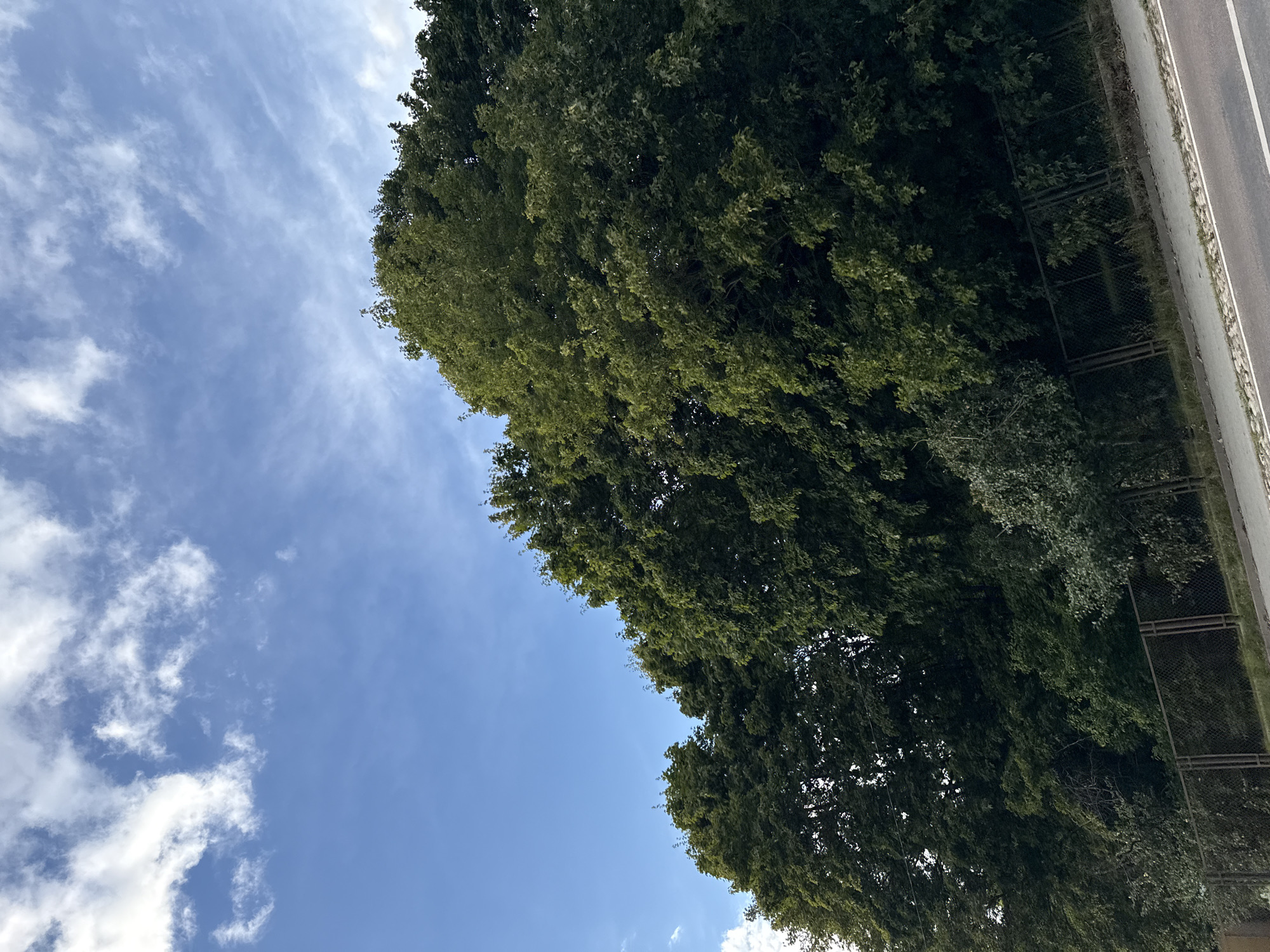 A low-angle outdoor shot captures a segment of the sky and a line of trees bordering a road in Tallinn, Estonia. The sky is a bright blue, with scattered white clouds. The trees are dense and green, forming a dark canopy that obscures much of the background. A chain-link fence runs along the base of the trees, separating them from a paved road and a sidewalk. The road is gray, with a white line marking the edge. The scene appears to be a typical roadside view, possibly taken during the daytime in summer or early autumn.