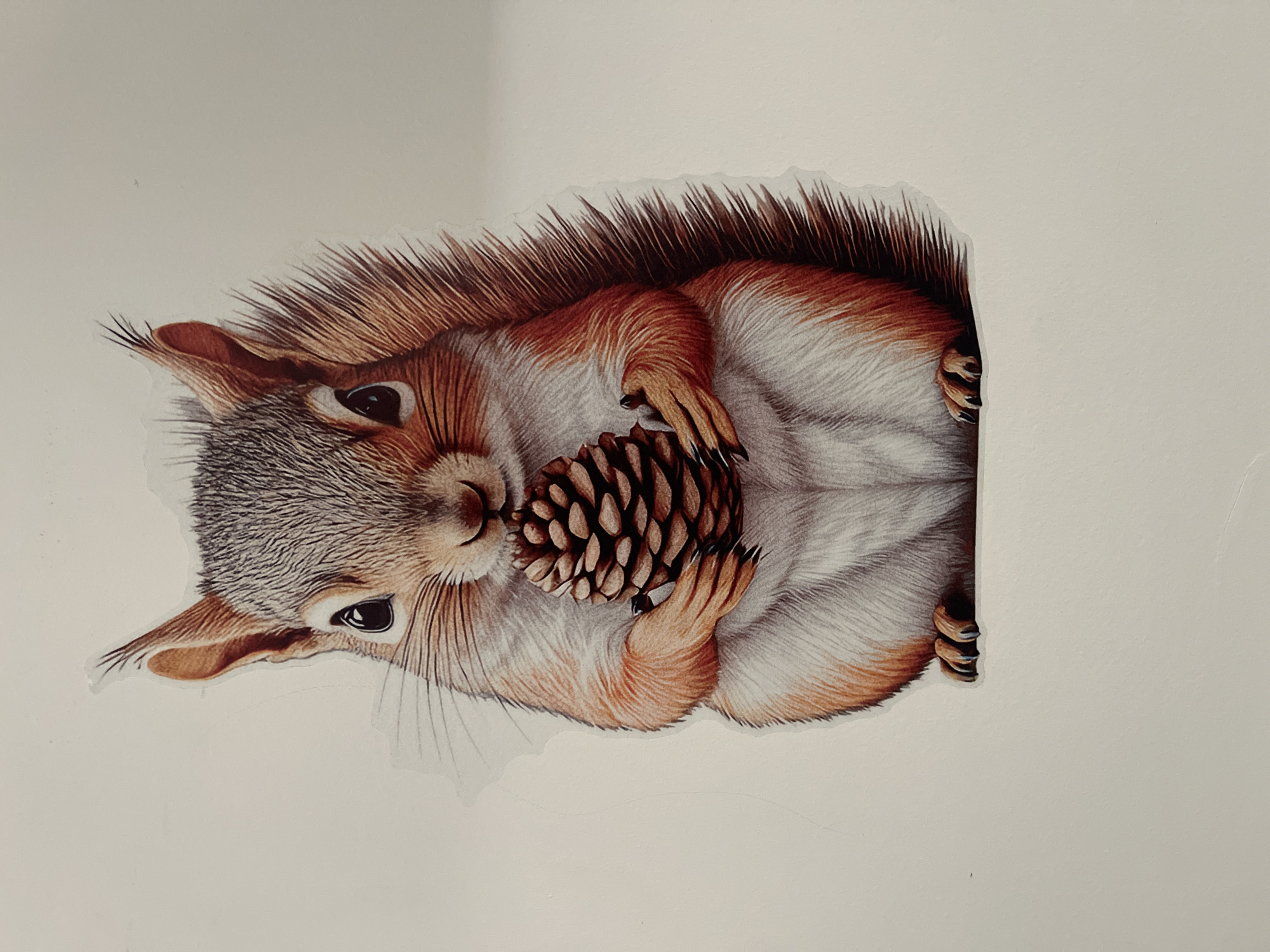 The image is a close-up, centered shot of a sticker depicting a realistic illustration of a squirrel. The squirrel is sitting upright and holding a pinecone in its paws, which are positioned in front of its chest. Its fur is a mix of grey, white, and reddish-brown, with fine details visible in its whiskers, ears, and tail. The squirrel has large, dark eyes and a small nose. The background is a plain, light-colored surface, possibly paper or a wall, with no discernible features or context. The sticker has a transparent outline, indicating it is likely intended for application elsewhere. There are no people, city elements, or indications of Tel-Aviv, Israel in the image.