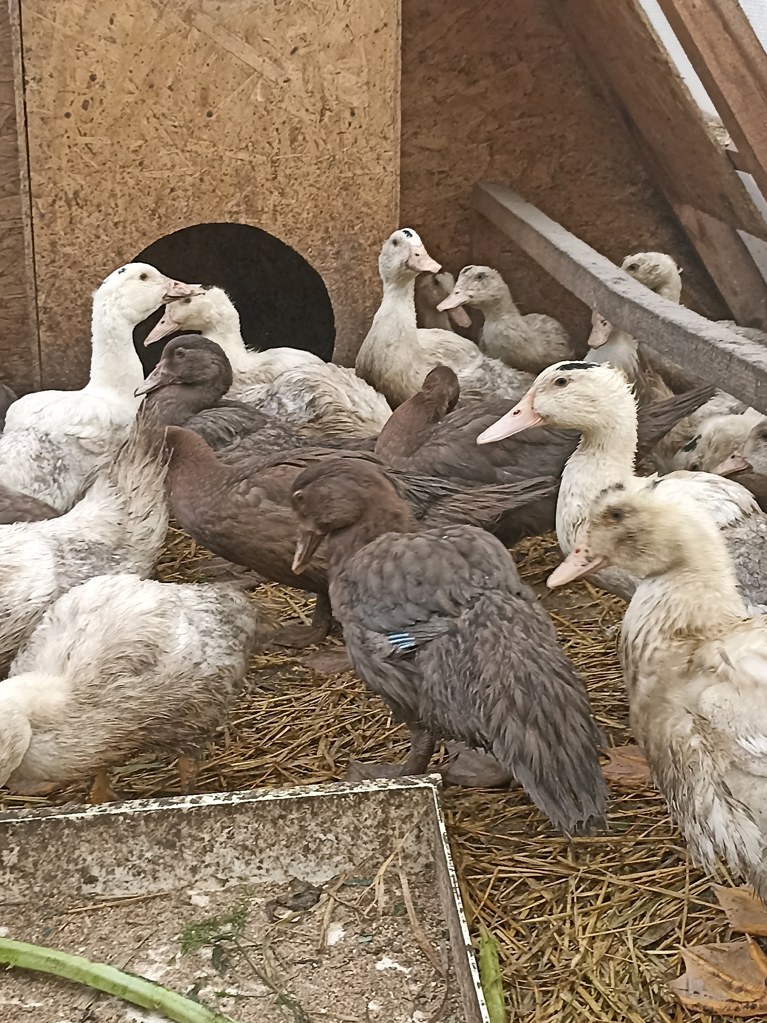 The image shows a flock of domestic ducks gathered inside a wooden structure, likely a coop or shelter, with hay on the ground. The structure appears rustic, with unfinished wooden walls and beams. Several ducks are visible, with varied plumage ranging from white to various shades of brown and gray. Some ducks are standing, while others are resting or huddled together. The overall lighting suggests an overcast day or a shaded interior. The environment is consistent with a rural or agricultural setting. There are no people or elements that suggest a specific urban location within Belovo, Russia.