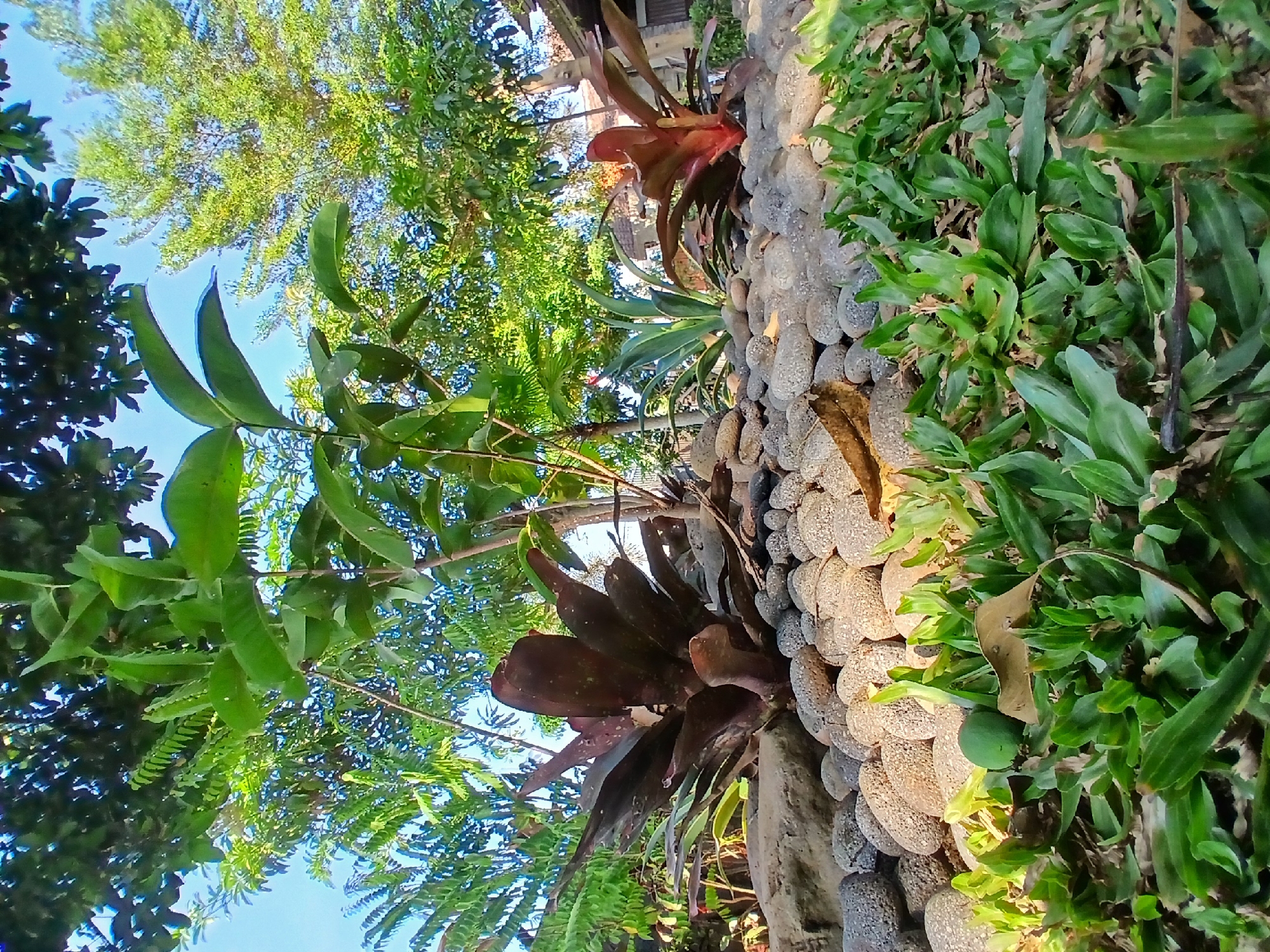 In Sekarputih, Indonesia, a low-angle shot captures a garden scene. In the foreground, dense green grass covers the ground, with a single round, green fruit visible amongst the blades. Behind the grass, a bed of smooth, grey river stones is arranged. Prominently featured are several bromeliad plants, one with dark reddish-brown leaves and another with vibrant red foliage. Behind the stones and bromeliads, a young tree with green leaves stands, its branches reaching upwards. Further in the background, lush green trees and foliage create a dense canopy against a clear blue sky. The scene appears to be an outdoor garden, likely a residential or public space, bathed in natural sunlight.