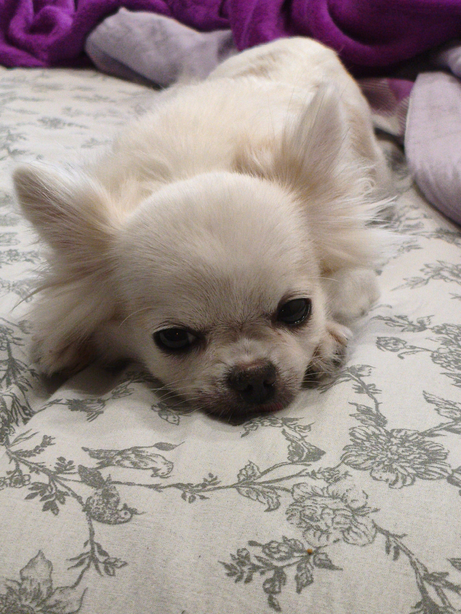 A close-up, high-angle shot shows a small, cream-colored long-haired dog lying on its side on a light-colored fabric with a gray floral pattern. The dog's head is turned towards the camera, with its large ears fanned out and its dark eyes looking forward. A small pink tongue is visible. In the blurred background, there are several pieces of soft fabric, one a deep purple and another a muted lavender. The scene appears to be indoors. There is no information in the image that would allow for a determination of its location in Chelyabinsk, Russia.