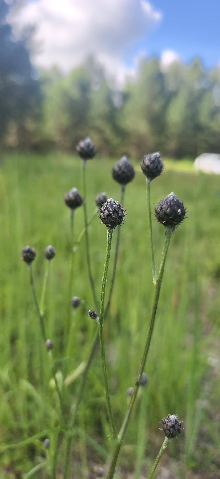 A close-up, low-angle shot captures several dark, spiky flower buds on thin green stems, set against a blurred background of green grass and a blue sky with clouds. The buds are the primary focus, with some appearing more developed and textured than others. The setting is outdoors, likely a natural environment. The image does not contain any people or specific urban features that would identify it as being located in Oralki, Russia.