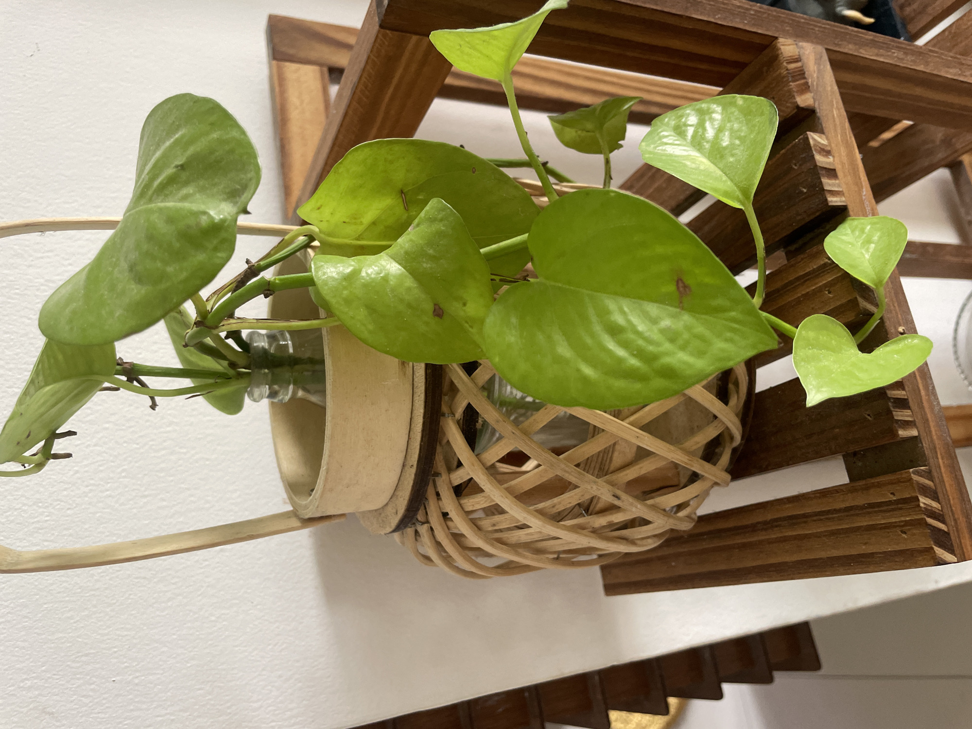 A potted plant with large, heart-shaped green leaves is displayed in a woven basket on a wooden shelf. The plant is in a clear glass bottle, and the basket has a bamboo handle. The background is a white wall. The scene is indoors, likely in a residential setting in Mumbai, India.